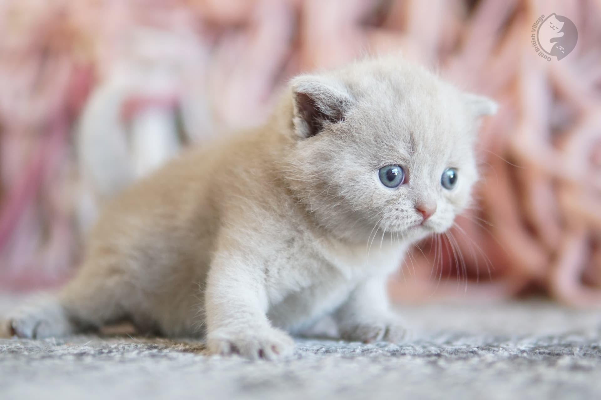 Lilac British Shorthair kitten wrapped in a light pink blanket, next to another kitten