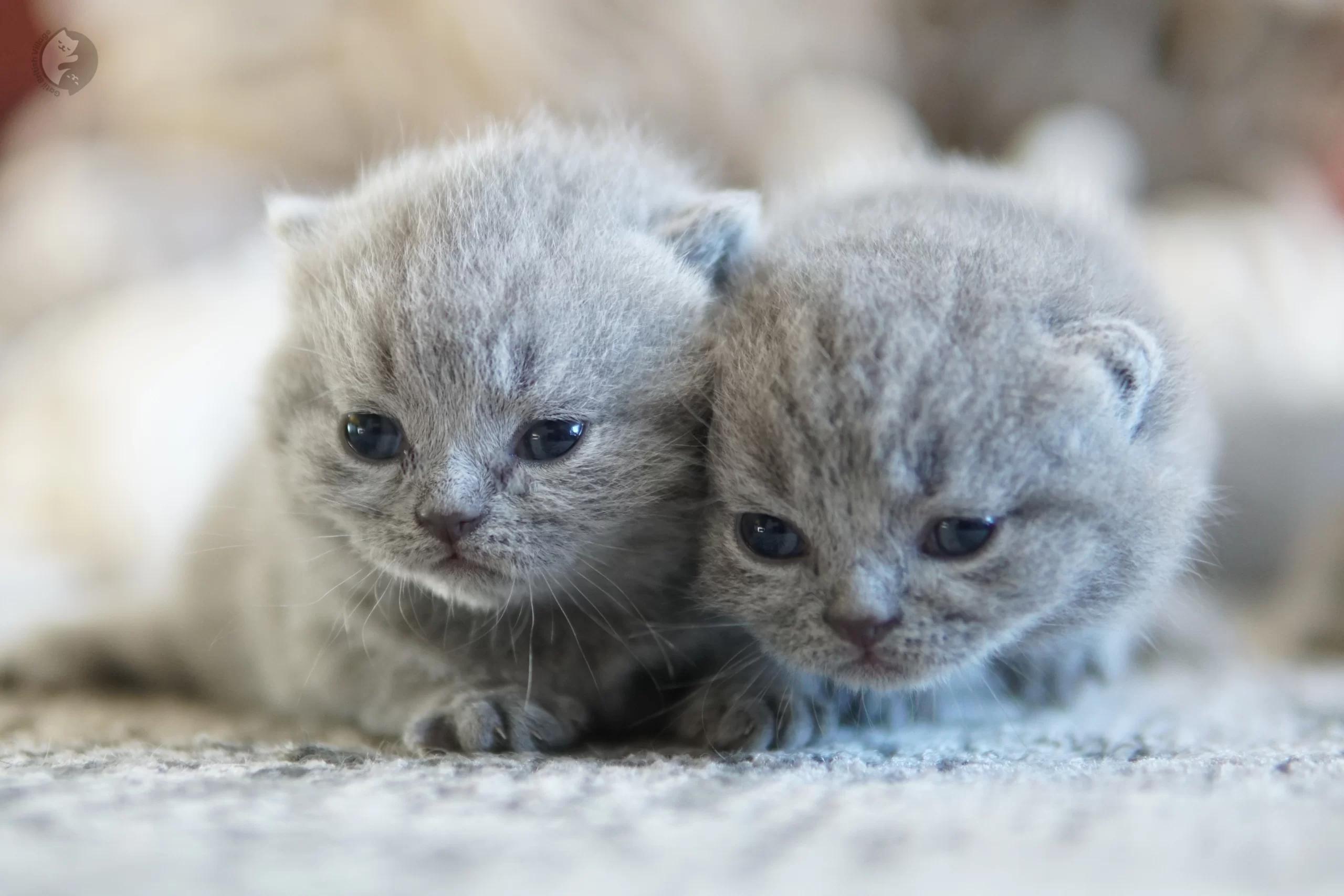 Lilac British Shorthair kitten looking directly at the lens, next to another kitten
