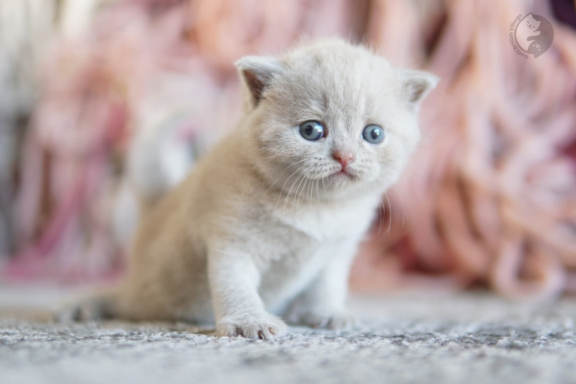 Blue British Shorthair kitten with ears alert and prominent whiskers