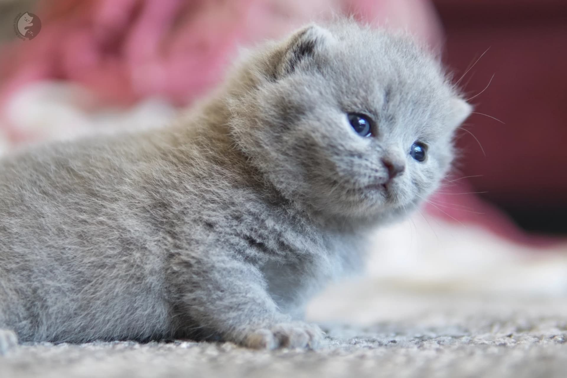 Lilac British Shorthair kitten playing with a plush toy, in a calm and quiet environment