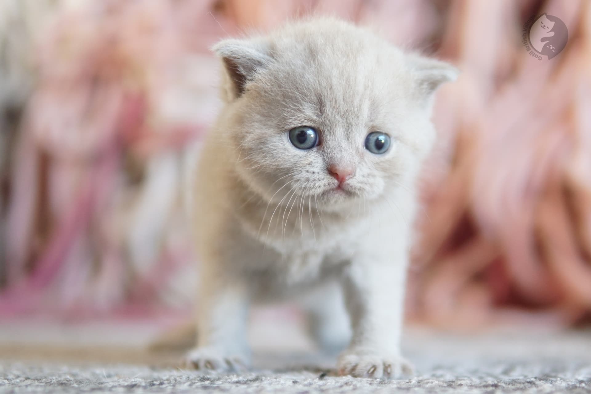 Lilac British Shorthair kitten with ears alert, in a relaxed and calm position