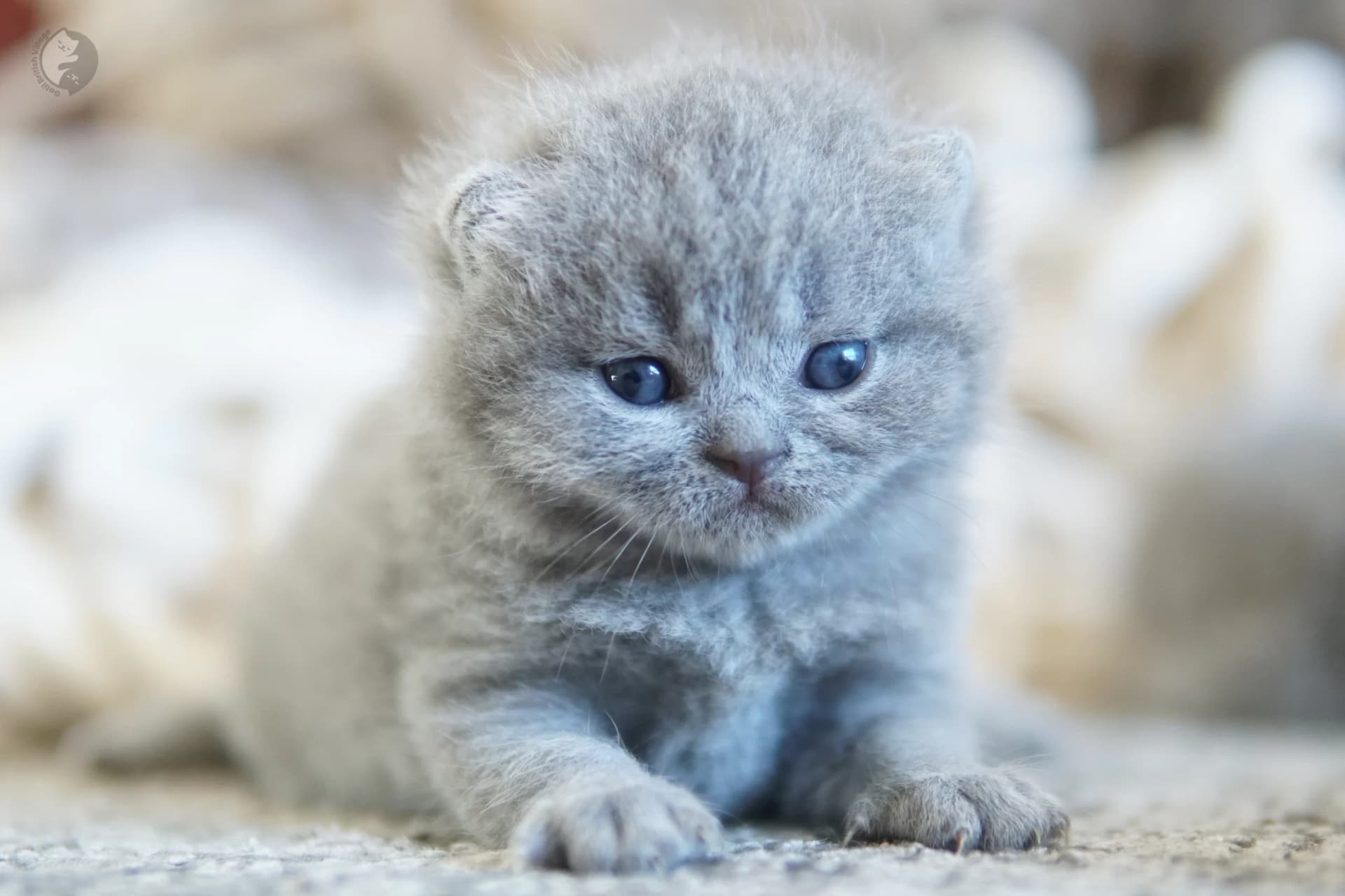 Lilac British Shorthair kitten sitting on a cotton blanket, in a studio with a neutral background