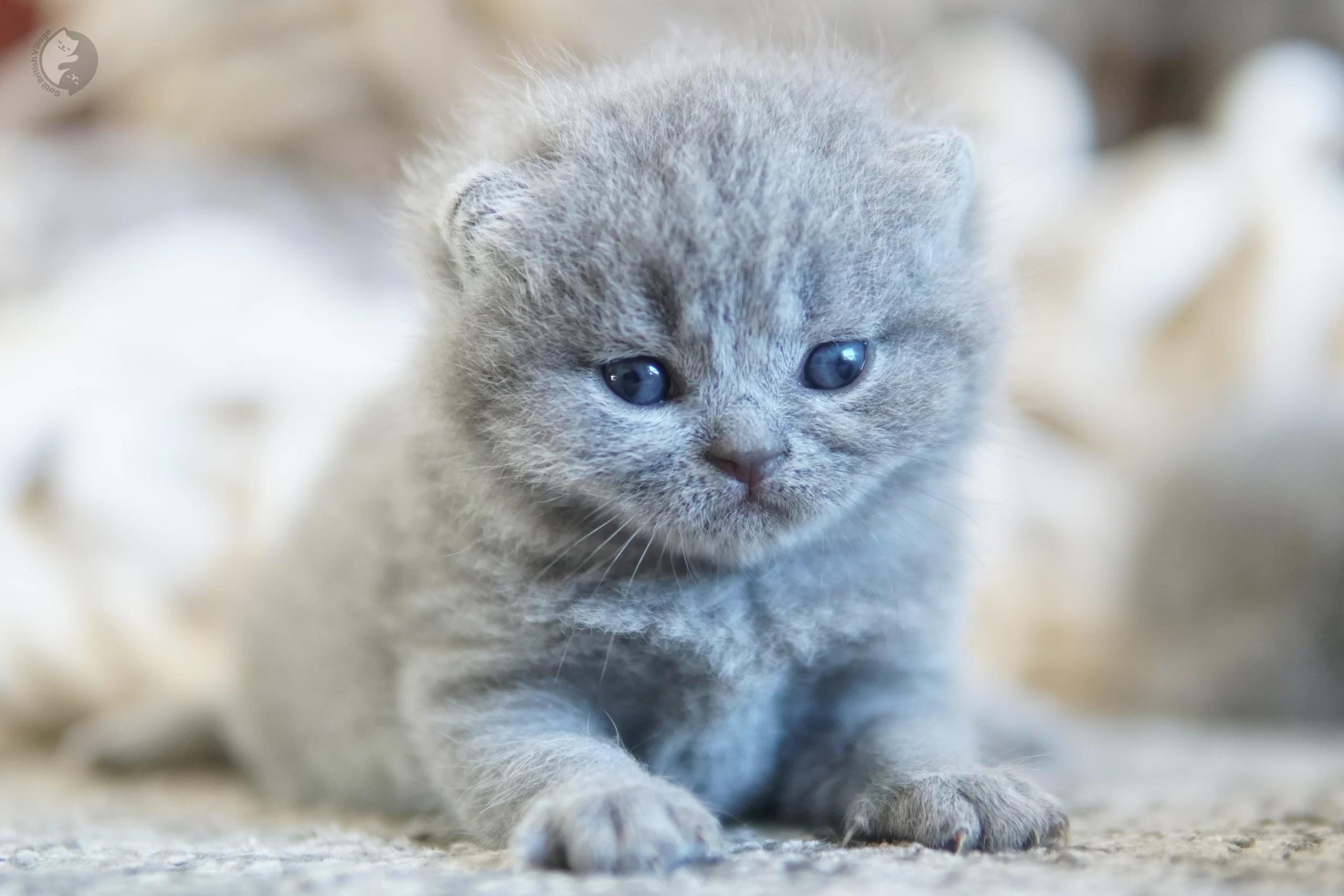 Lilac British Shorthair kitten sitting on a cotton blanket, in a studio with a neutral background