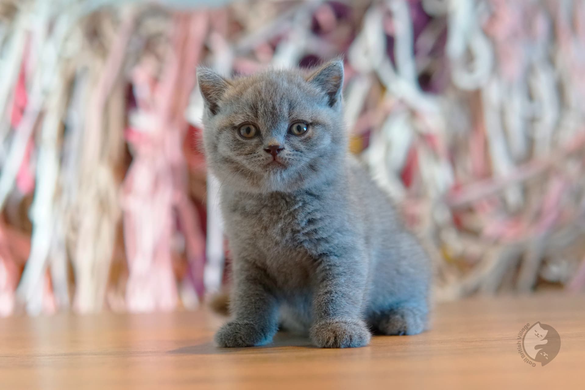 Lilac British Shorthair kitten playing with a plush toy, in a studio with a neutral background