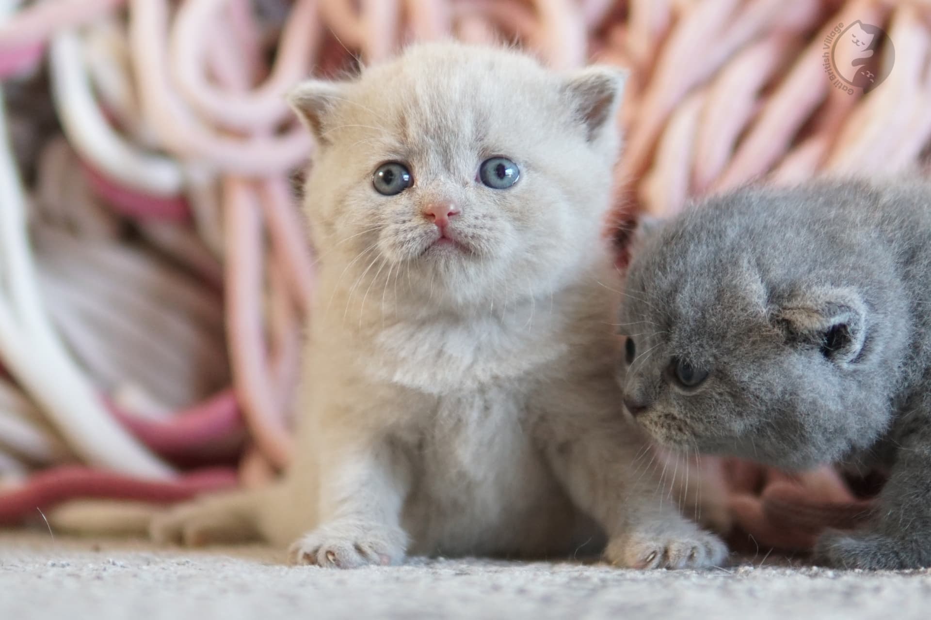 Lilac British Shorthair kitten sitting on a cotton blanket, in a calm and quiet environment