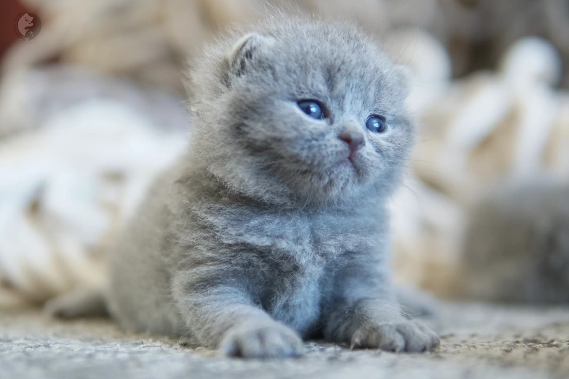 Blue British Shorthair kitten sniffing the surroundings curiously, in a winter scene with pastel tones