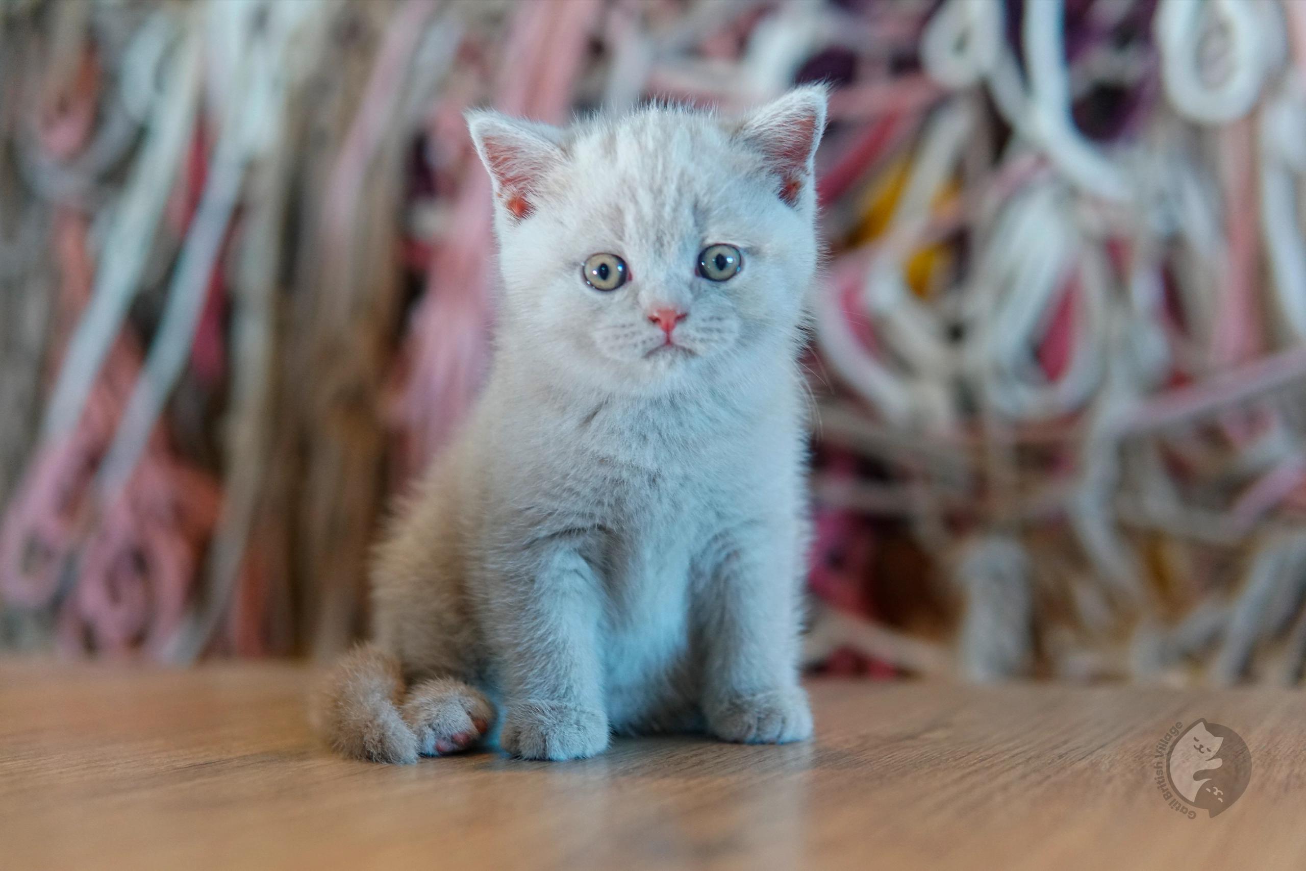 Blue British Shorthair kitten with ears alert, in a winter scene with pastel tones