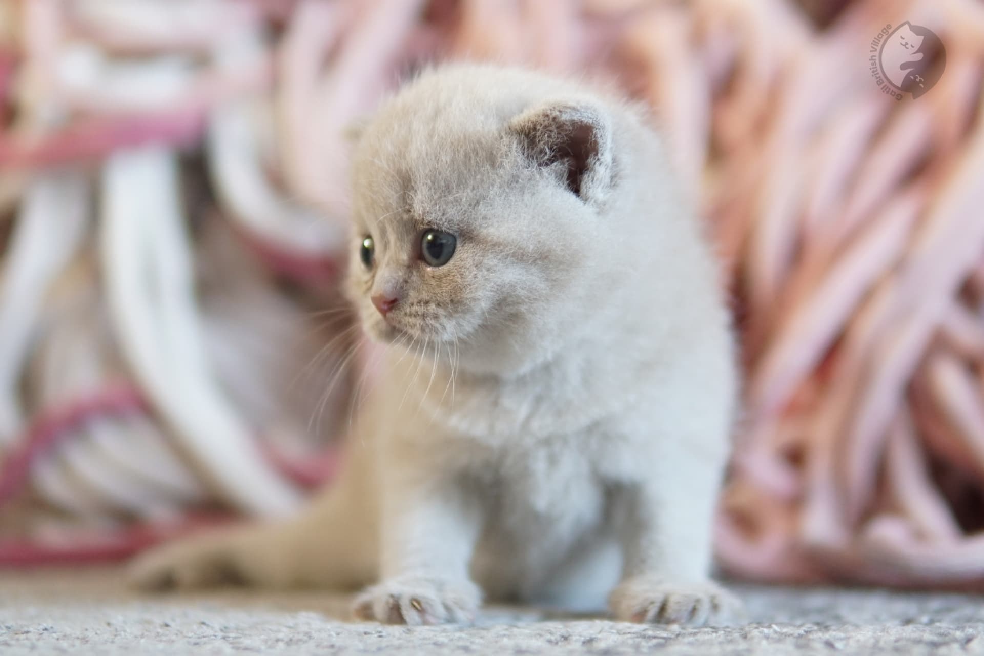 Blue British Shorthair kitten playing with a plush toy, in a winter scene with pastel tones