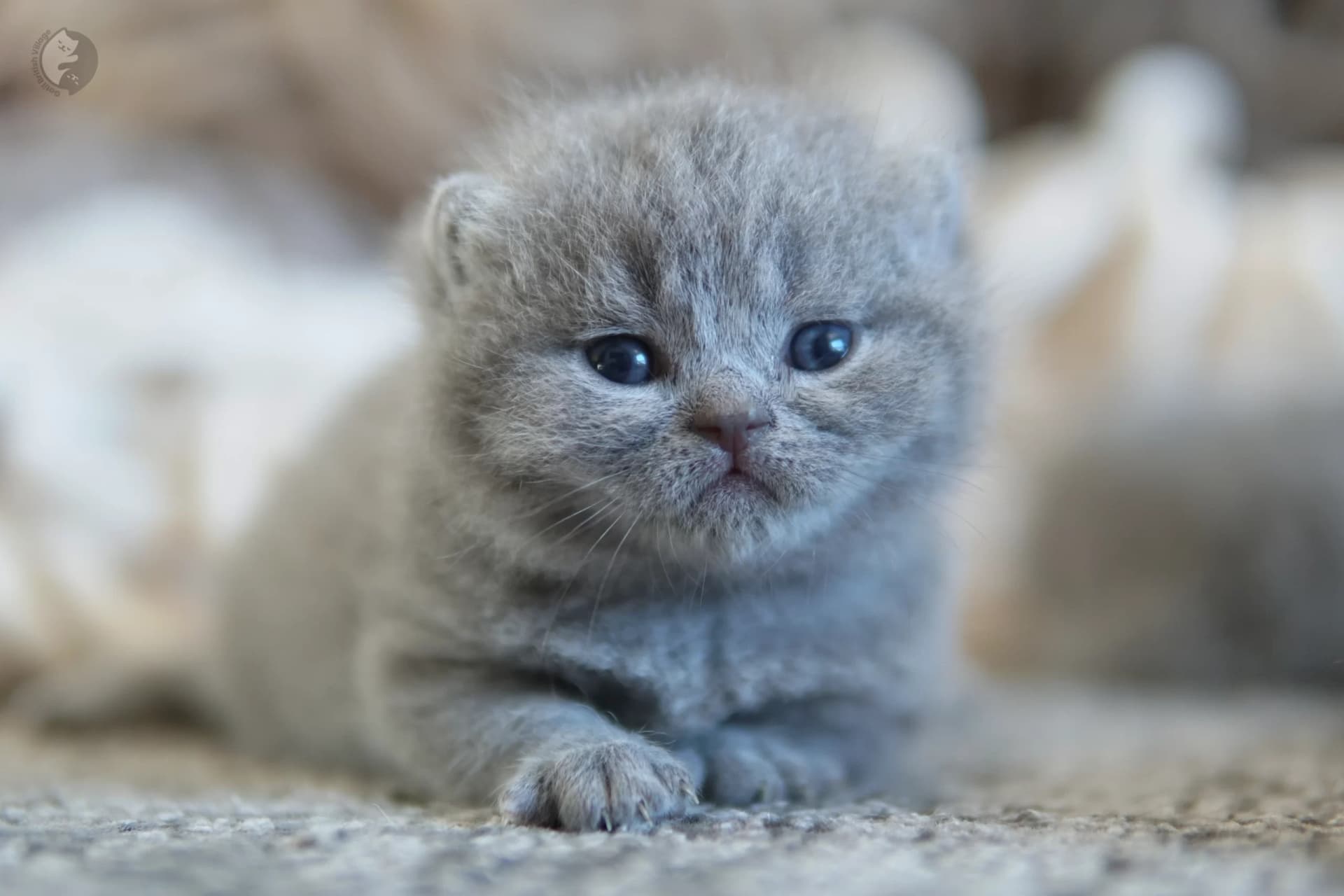 Blue British Shorthair kitten sniffing the surroundings curiously, under soft natural light