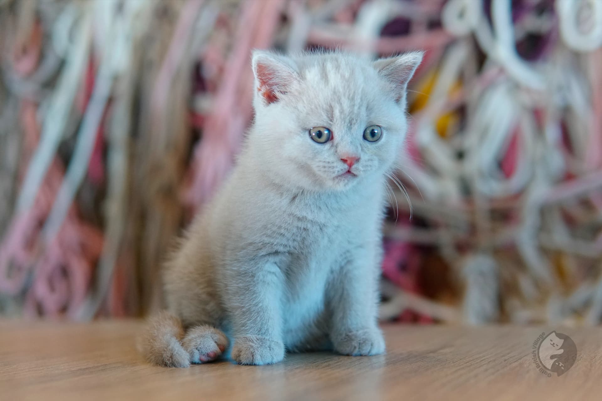 Blue British Shorthair kitten looking directly at the lens, with half-open eyes