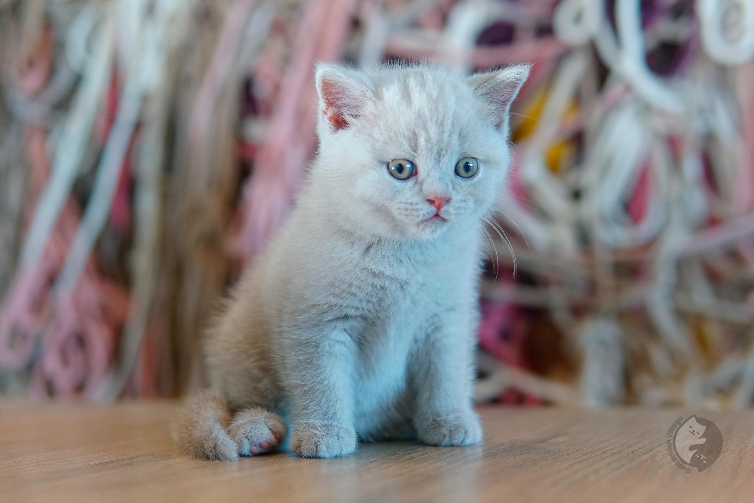 Blue British Shorthair kitten looking directly at the lens, with half-open eyes