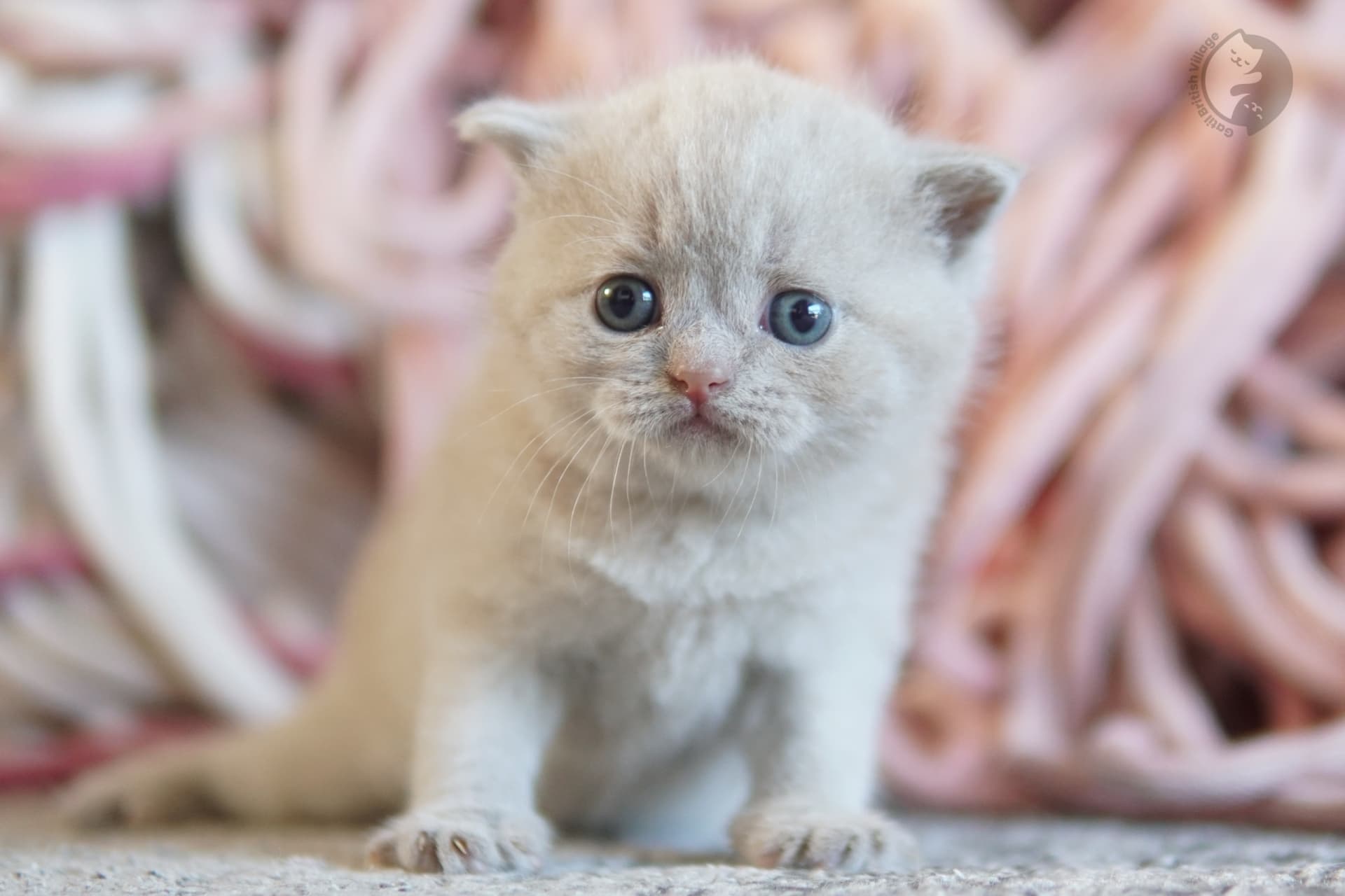 Lilac British Shorthair kitten wrapped in a knitted blanket, with coat standing out against a white background