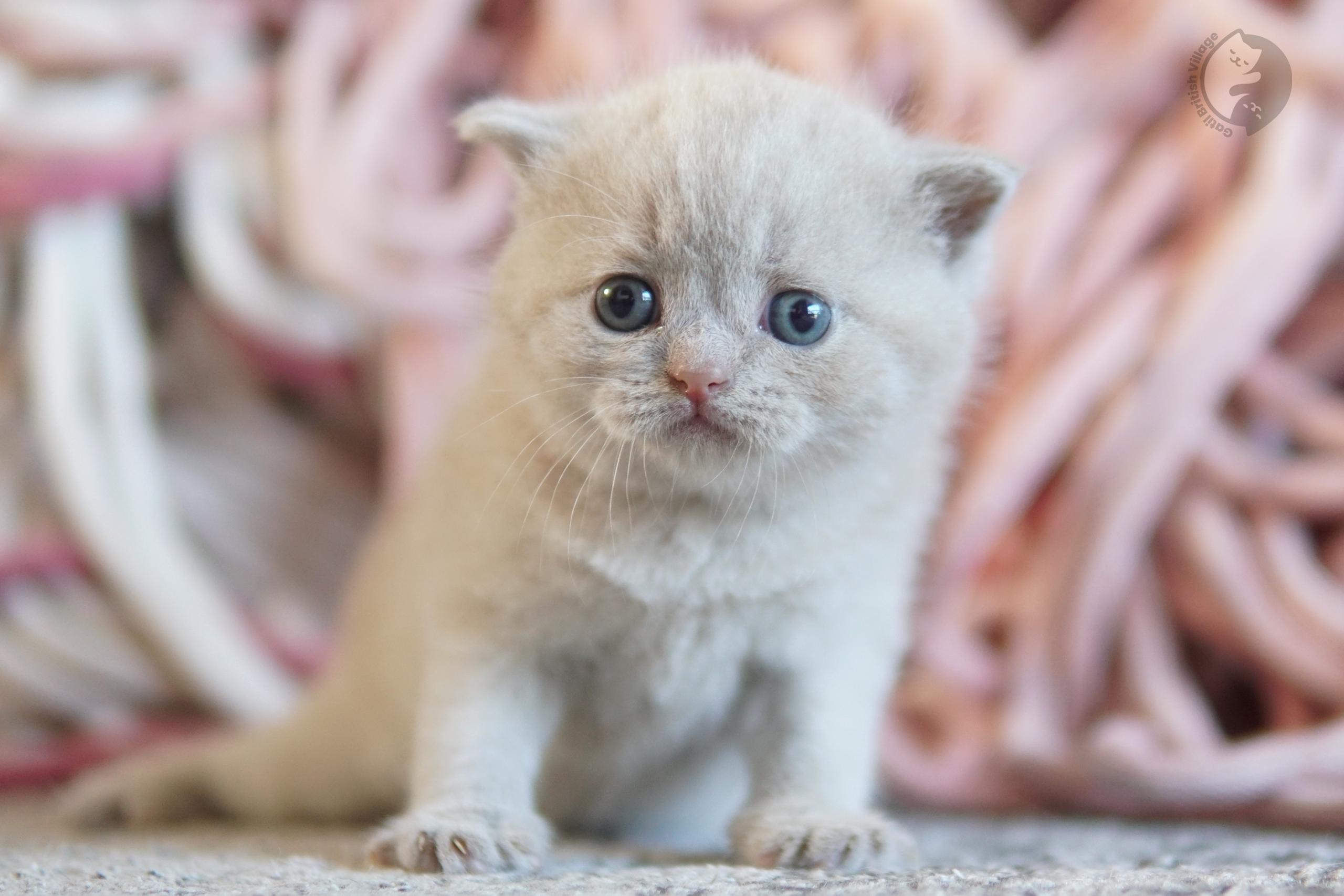 Lilac British Shorthair kitten wrapped in a knitted blanket, with coat standing out against a white background