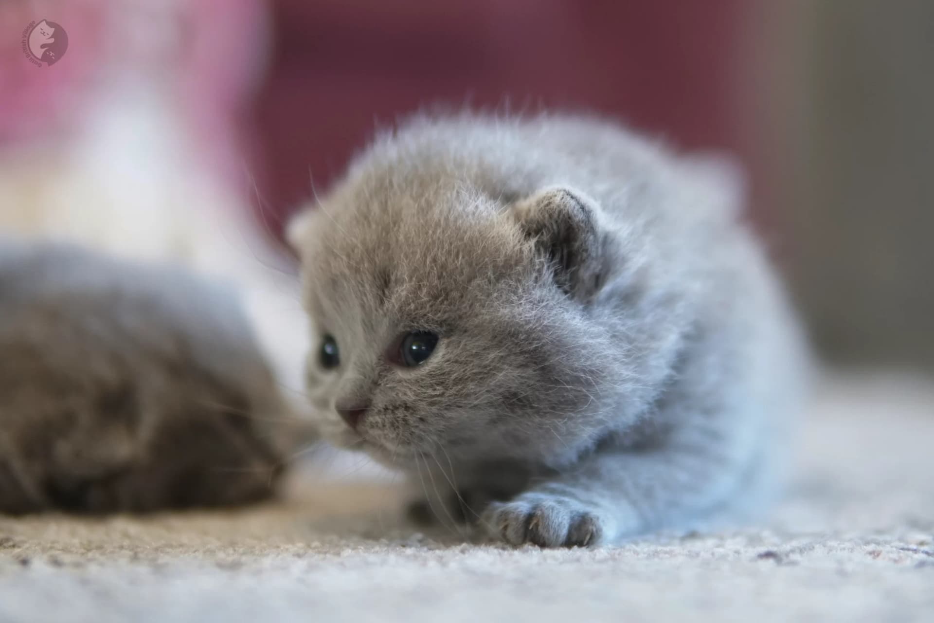 Blue British Shorthair kitten lying among fluffy pillows, with prominent whiskers