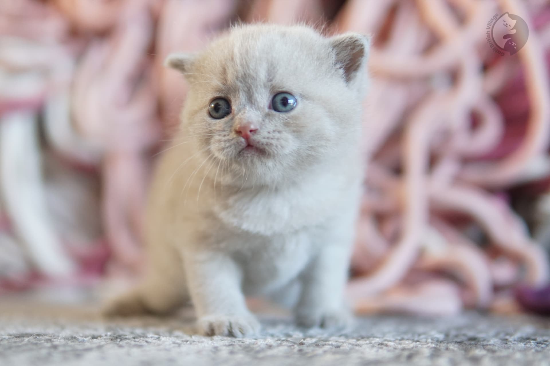Lilac British Shorthair kitten with ears alert, in a winter scene with pastel tones