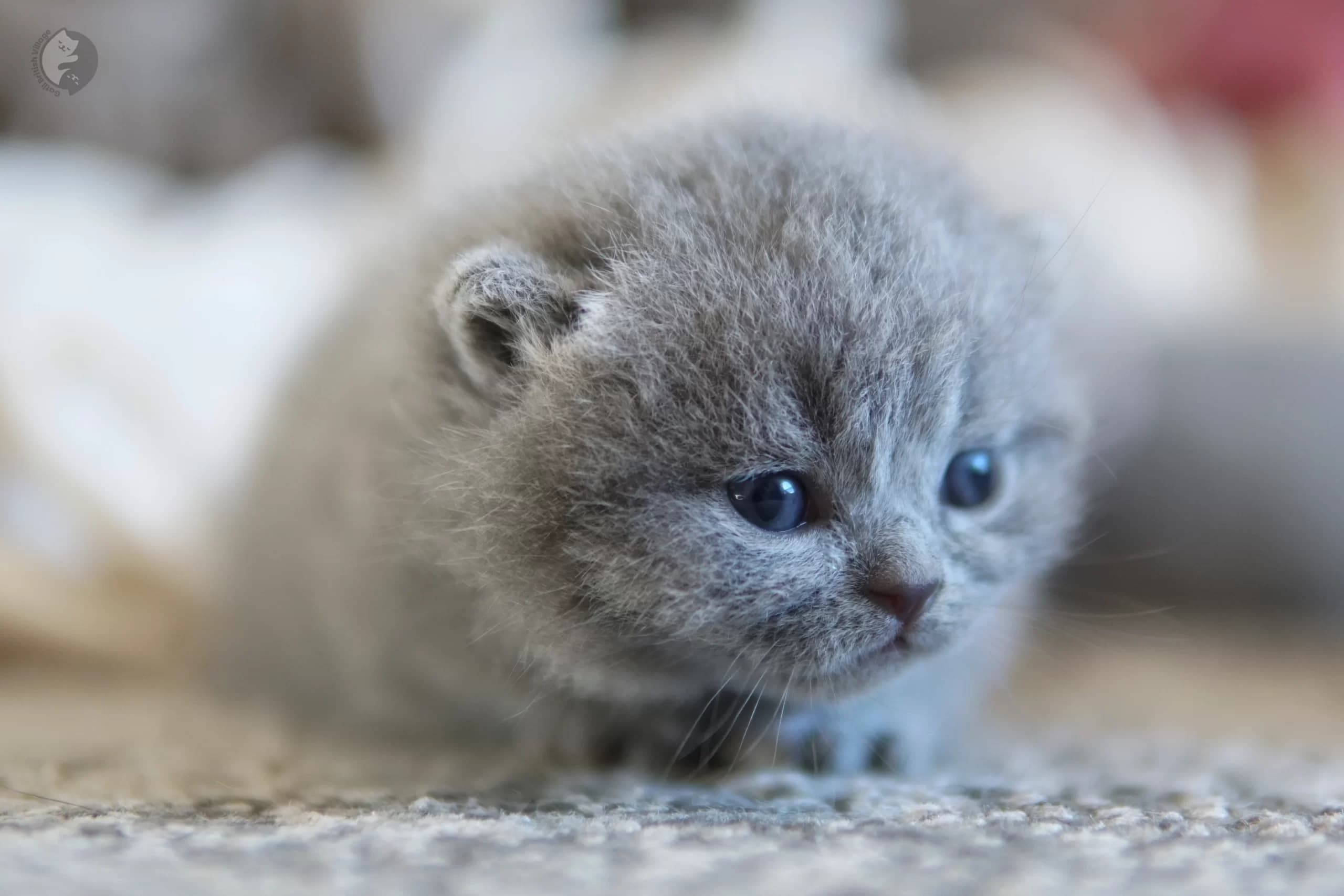 Lilac British Shorthair kitten wrapped in a light pink blanket, with prominent whiskers