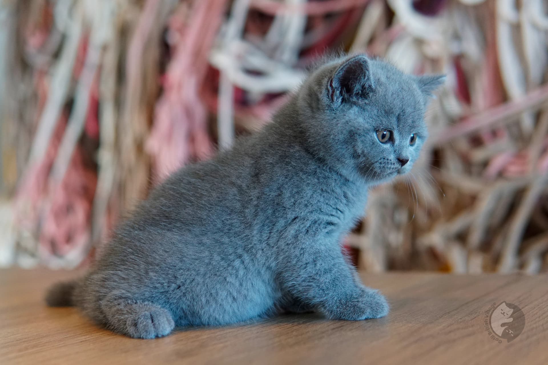 Lilac British Shorthair kitten sitting on a cotton blanket, with coat standing out against a white background
