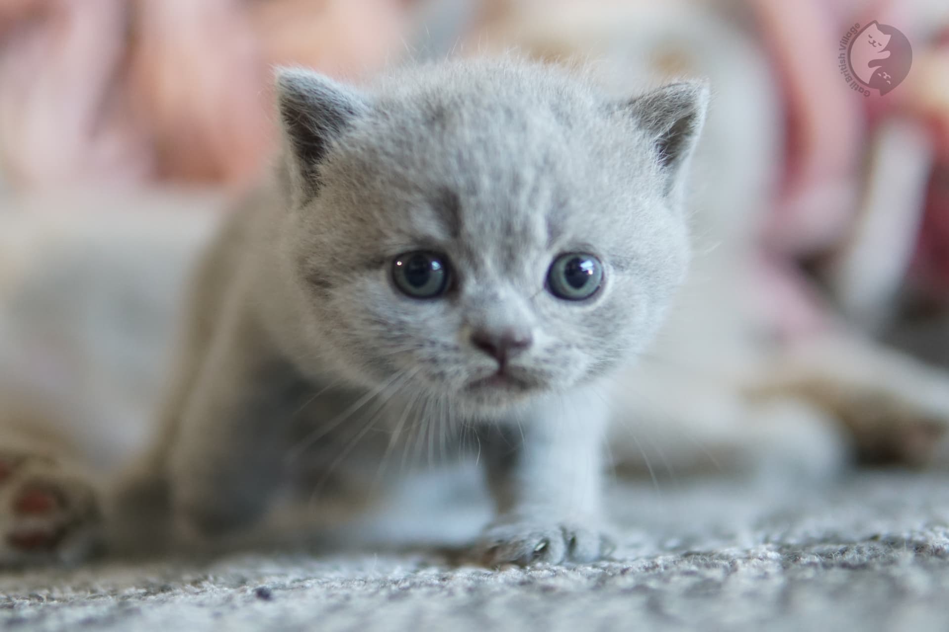 Blue British Shorthair kitten sleeping deeply, in a winter scene with pastel tones