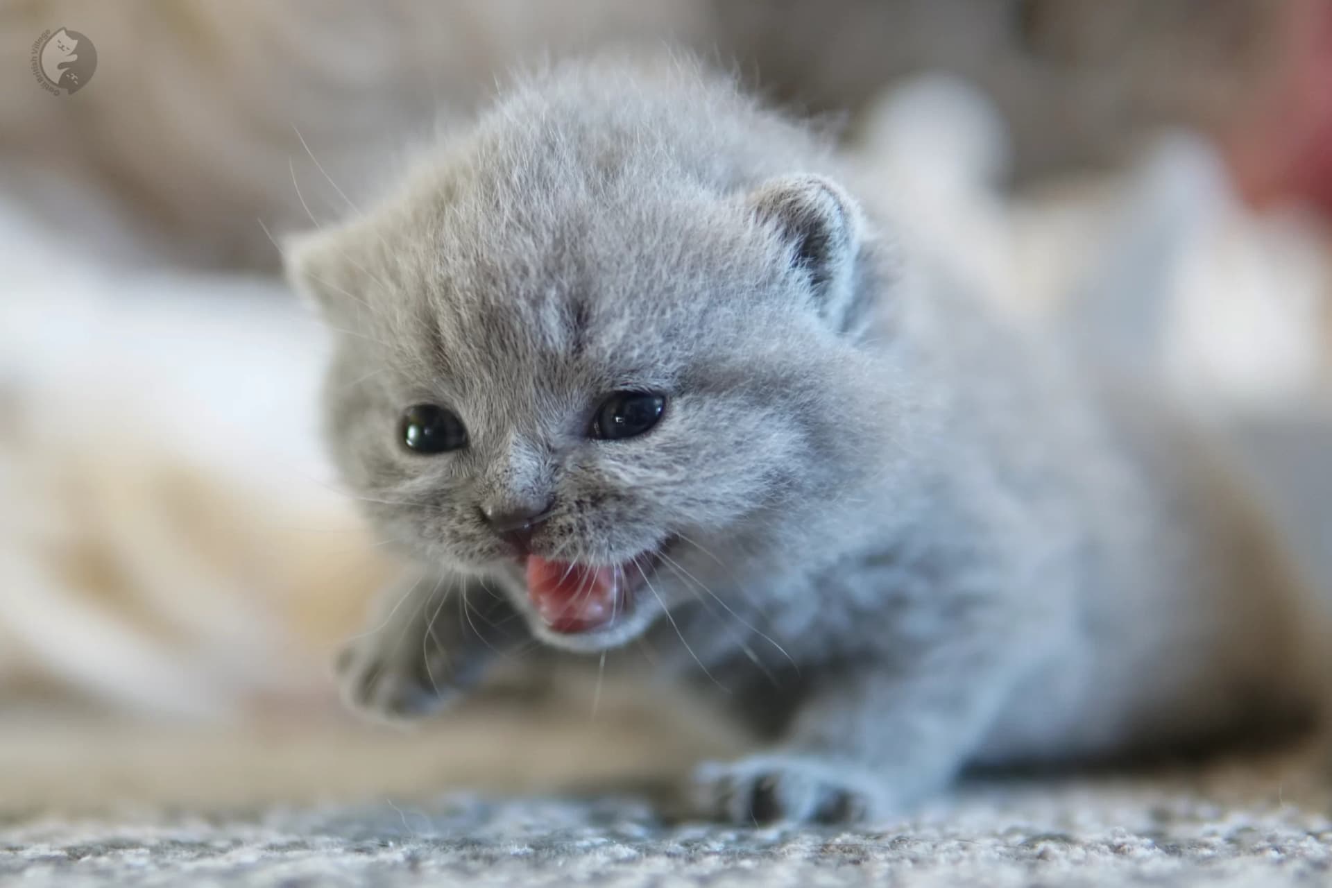 Lilac British Shorthair kitten playing with a plush toy, with prominent whiskers