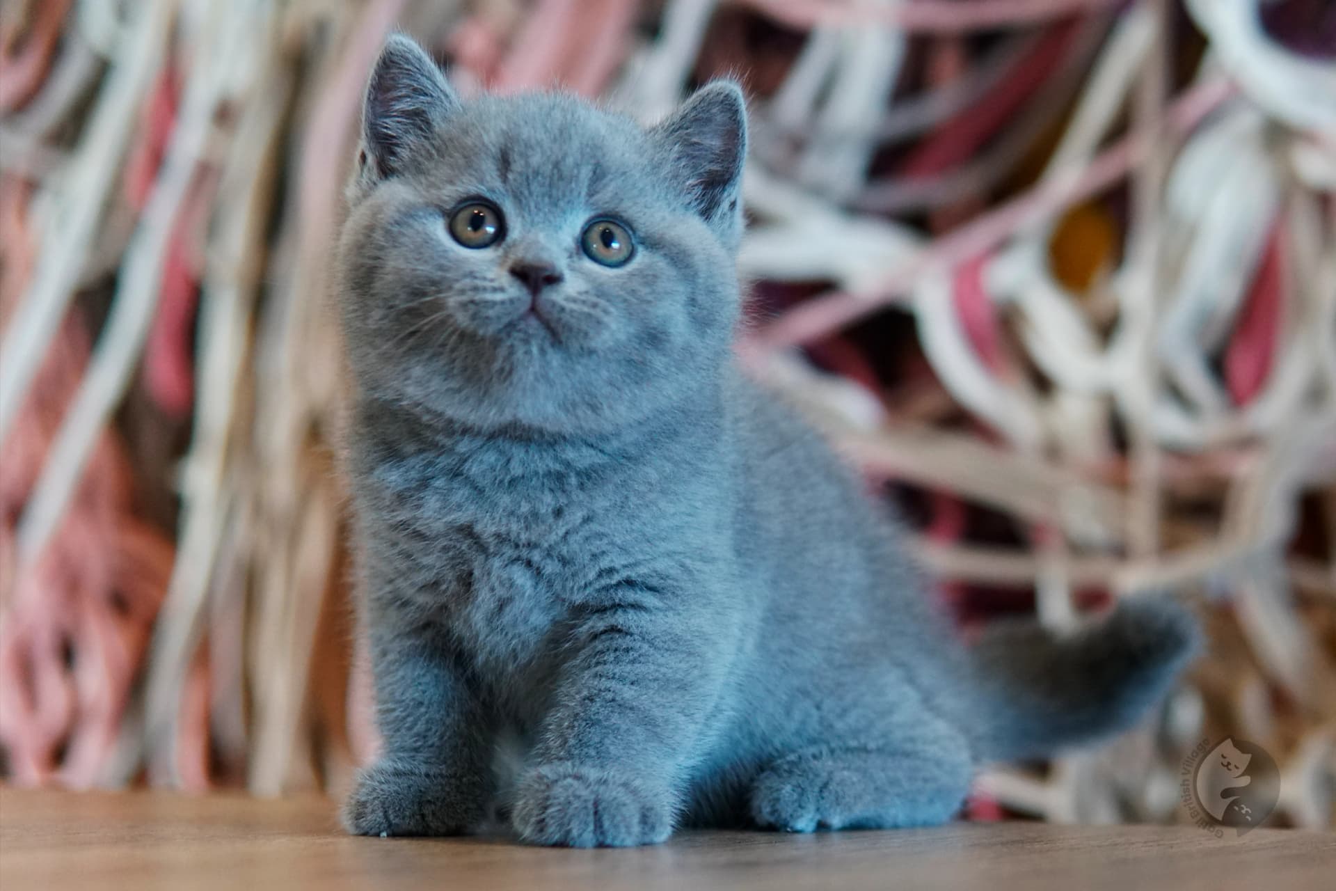 Lilac British Shorthair kitten with ears alert, next to another kitten