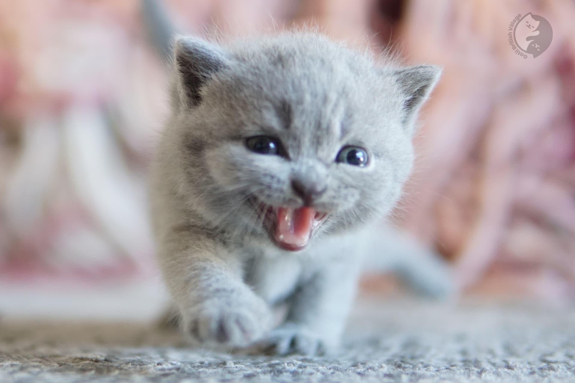 Blue British Shorthair kitten wrapped in a knitted blanket, under soft natural light