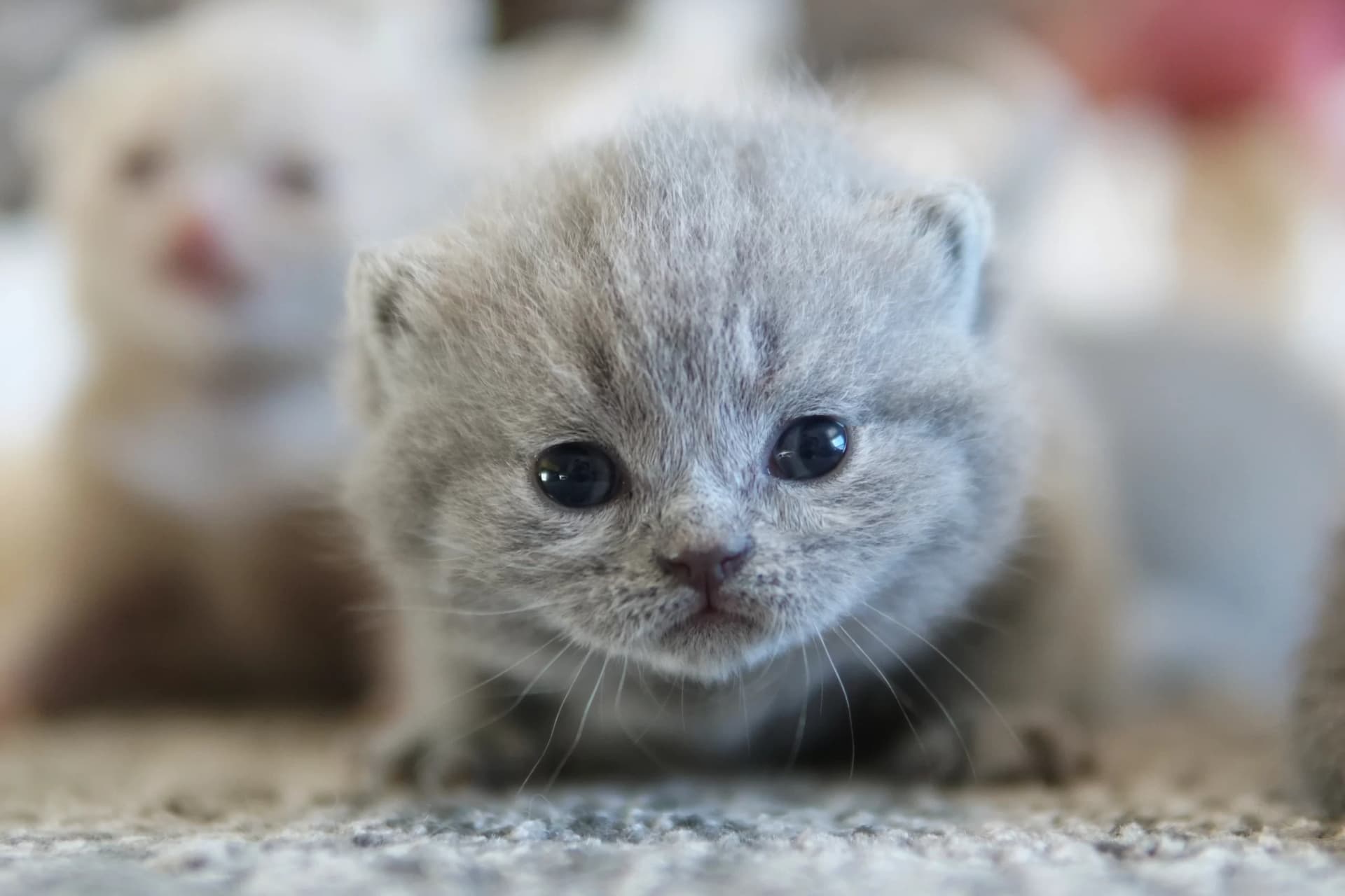 Lilac British Shorthair kitten sniffing the surroundings curiously, with prominent whiskers