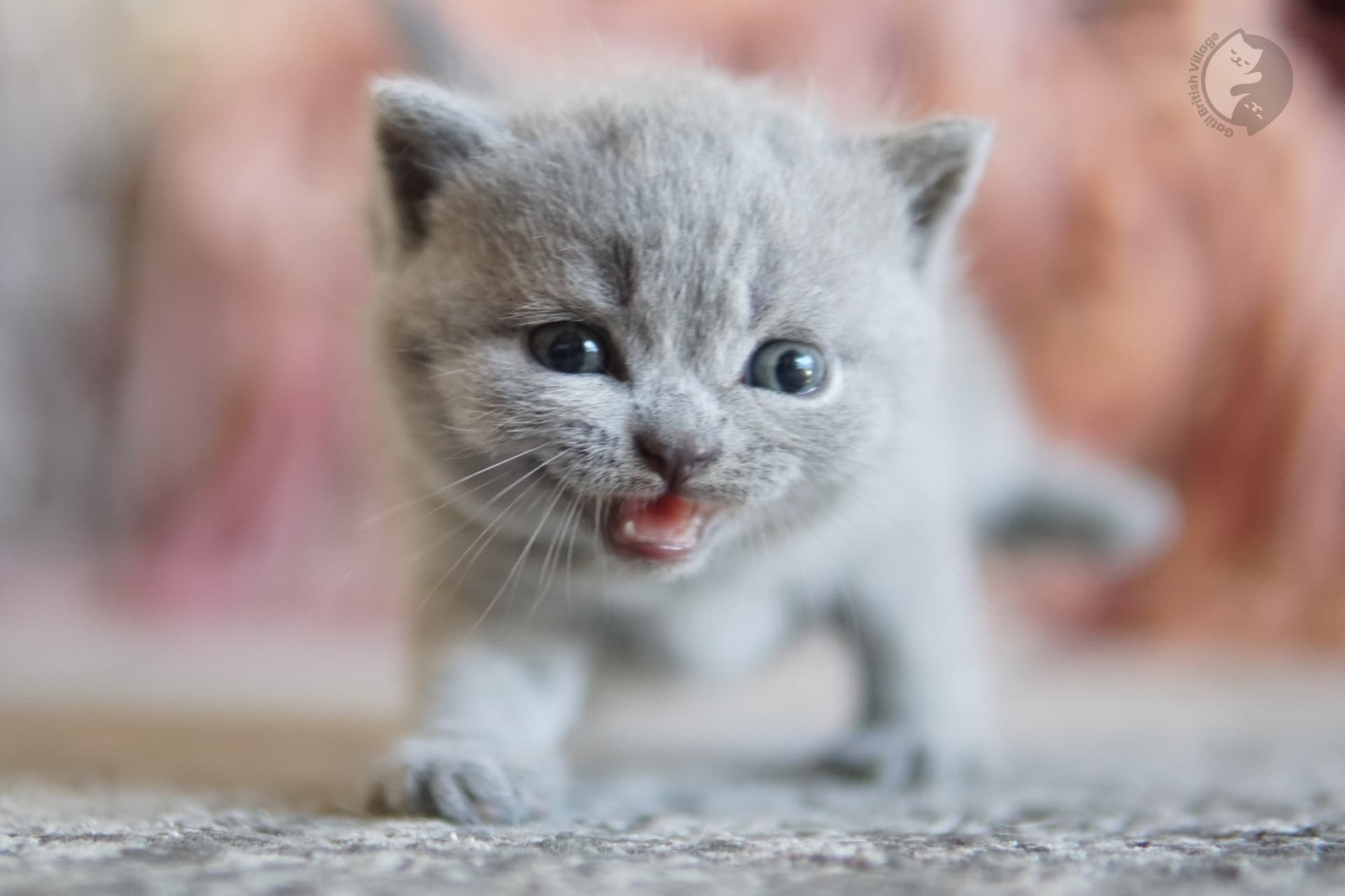 Lilac British Shorthair kitten lying among fluffy pillows, with prominent whiskers