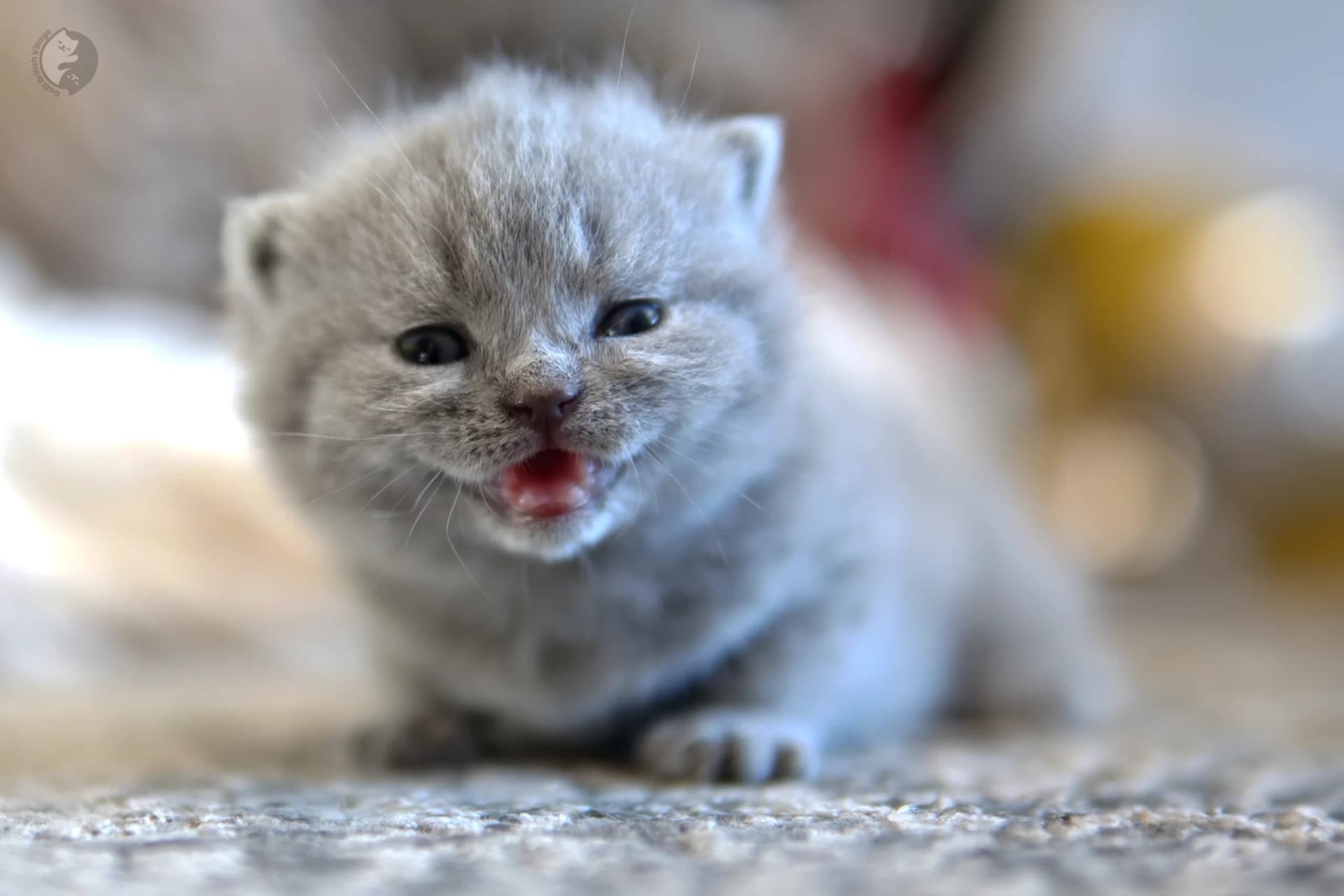Lilac British Shorthair kitten with ears alert, in a calm and quiet environment