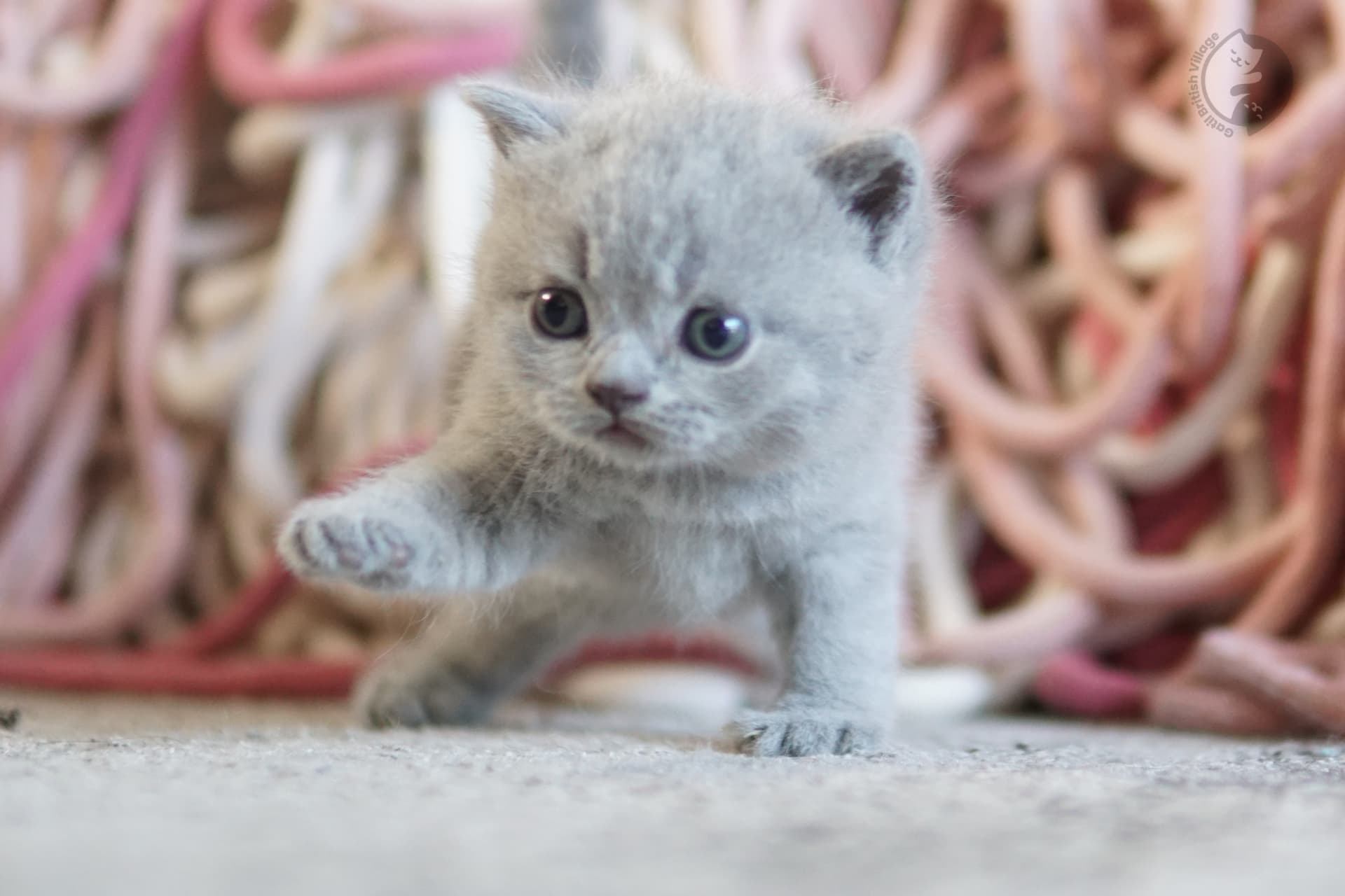 Blue British Shorthair kitten with paws stretched over the blanket, next to another kitten