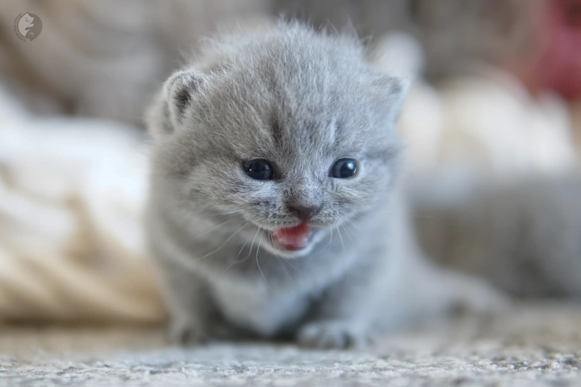 Lilac British Shorthair kitten playing with a plush toy, in a winter scene with pastel tones