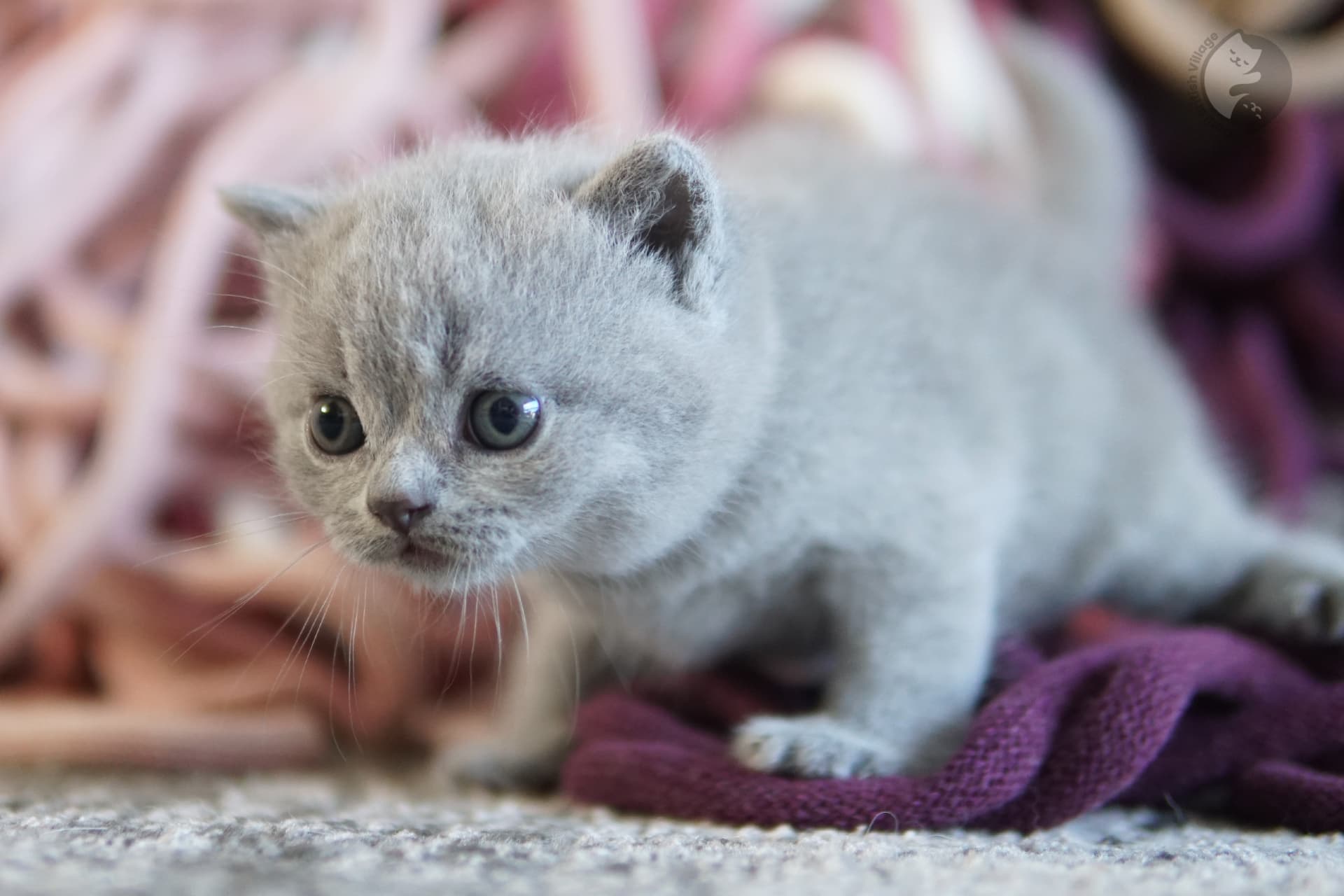 Blue British Shorthair kitten lying among fluffy pillows, in a winter scene with pastel tones