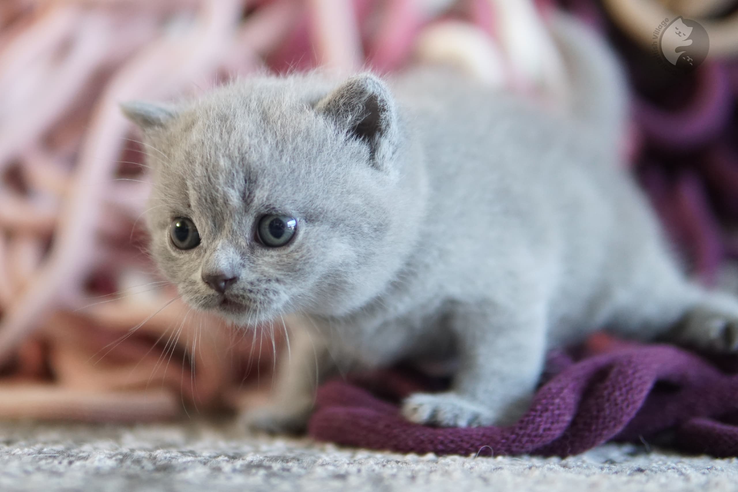Blue British Shorthair kitten lying among fluffy pillows, in a winter scene with pastel tones