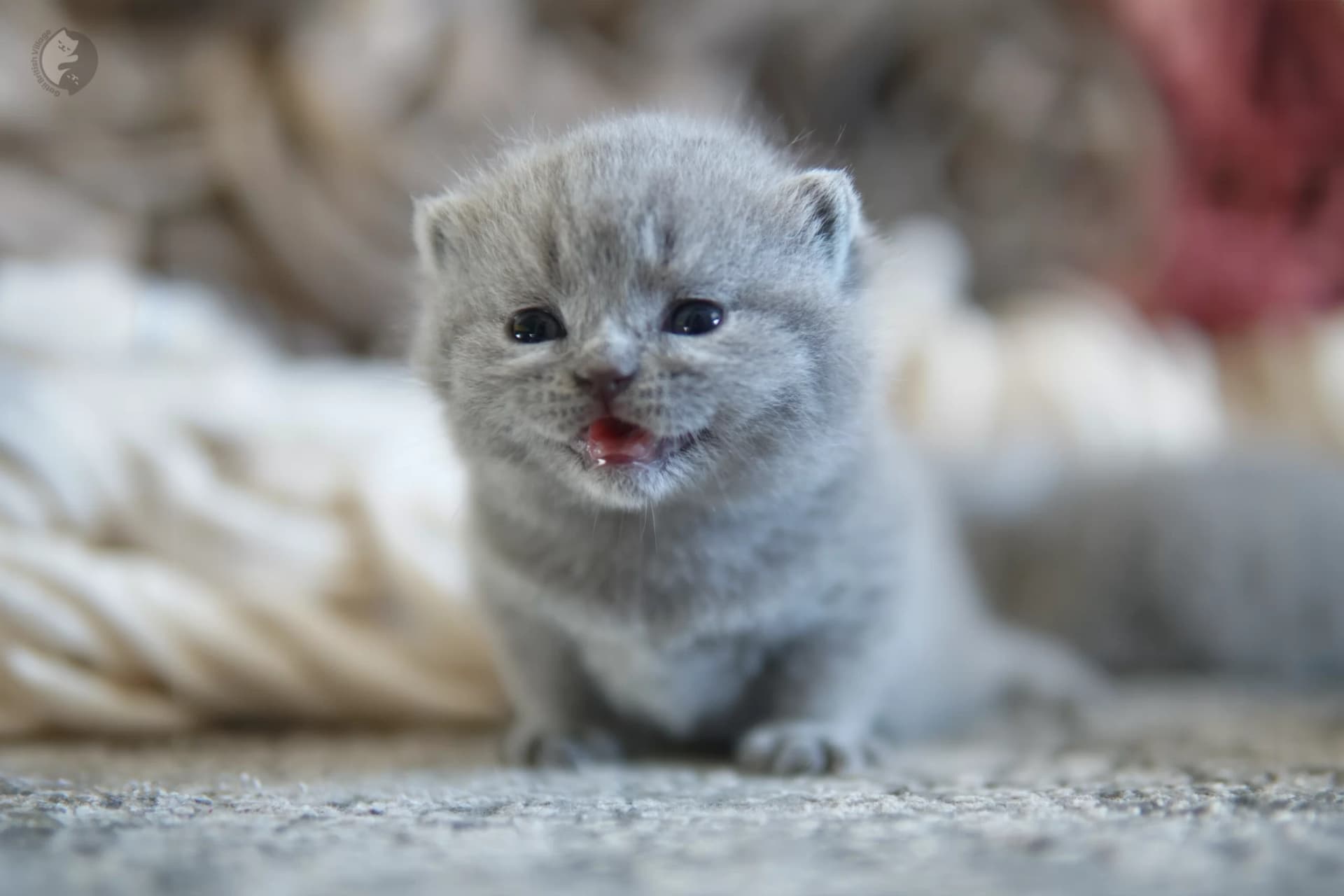 Blue British Shorthair kitten sitting on a cotton blanket, under soft natural light