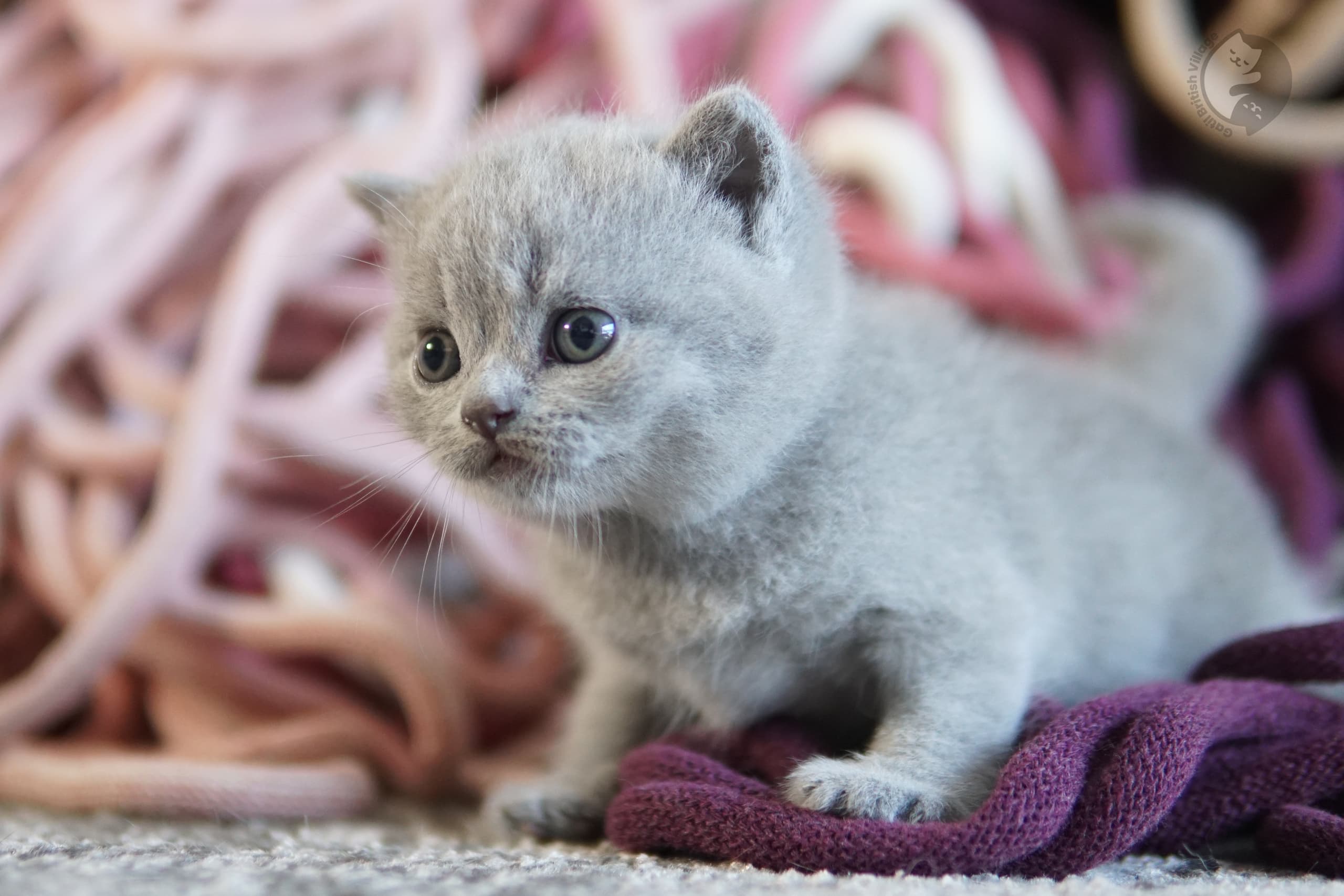 Lilac British Shorthair kitten sitting on a cotton blanket, with half-open eyes