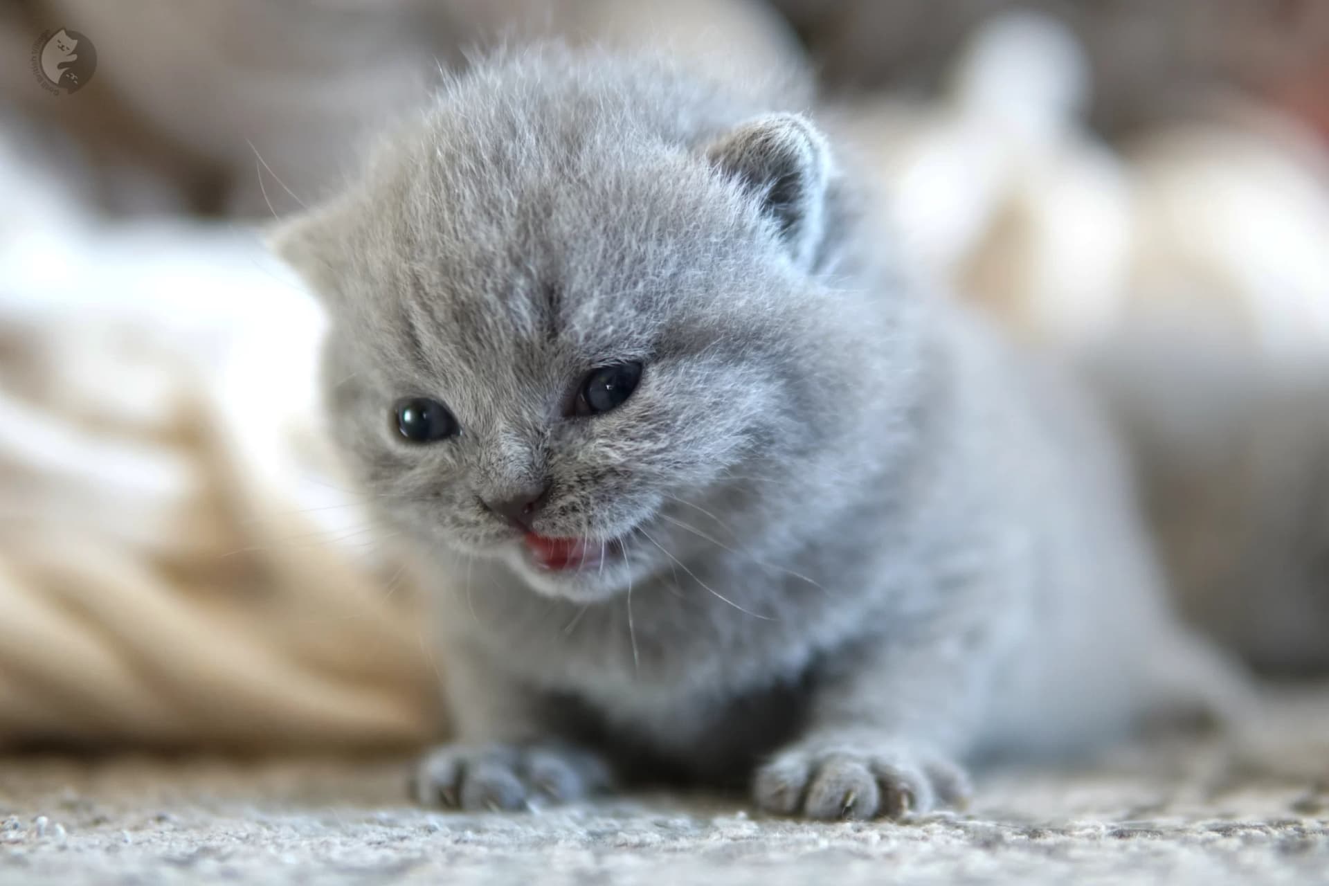 Lilac British Shorthair kitten sleeping deeply, with half-open eyes