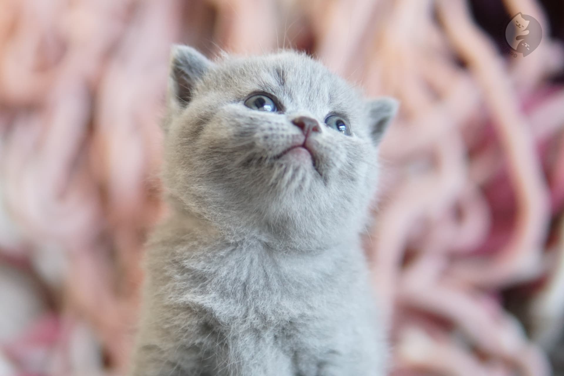 Blue British Shorthair kitten with ears alert, next to another kitten