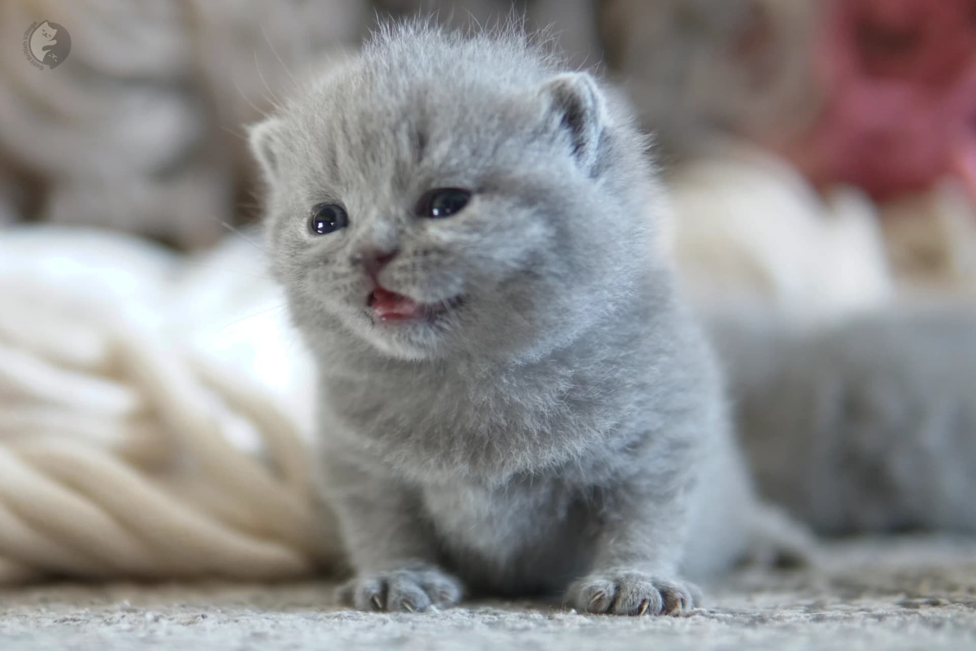 Blue British Shorthair kitten sitting on a cotton blanket, with coat standing out against a white background