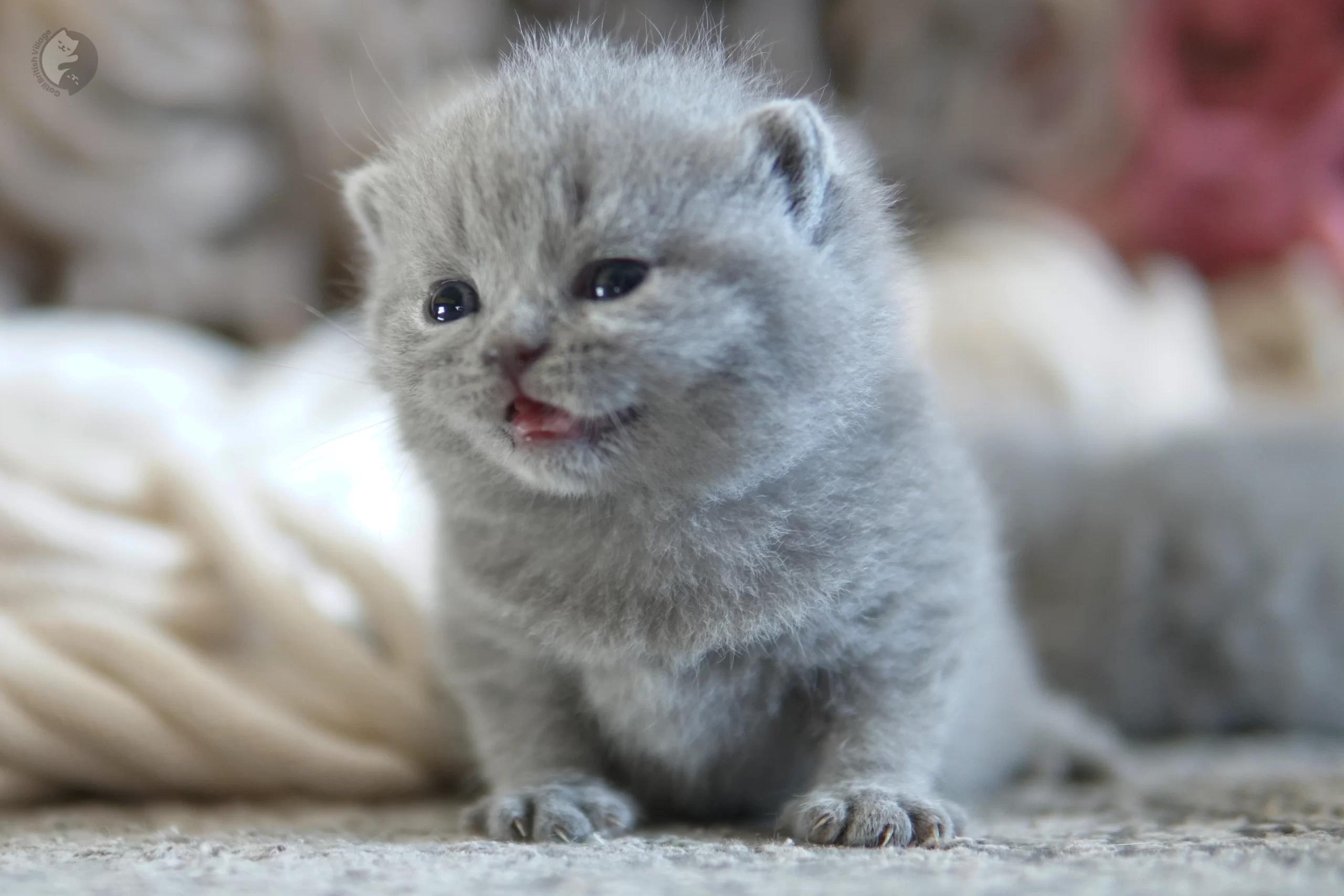 Blue British Shorthair kitten sitting on a cotton blanket, with coat standing out against a white background