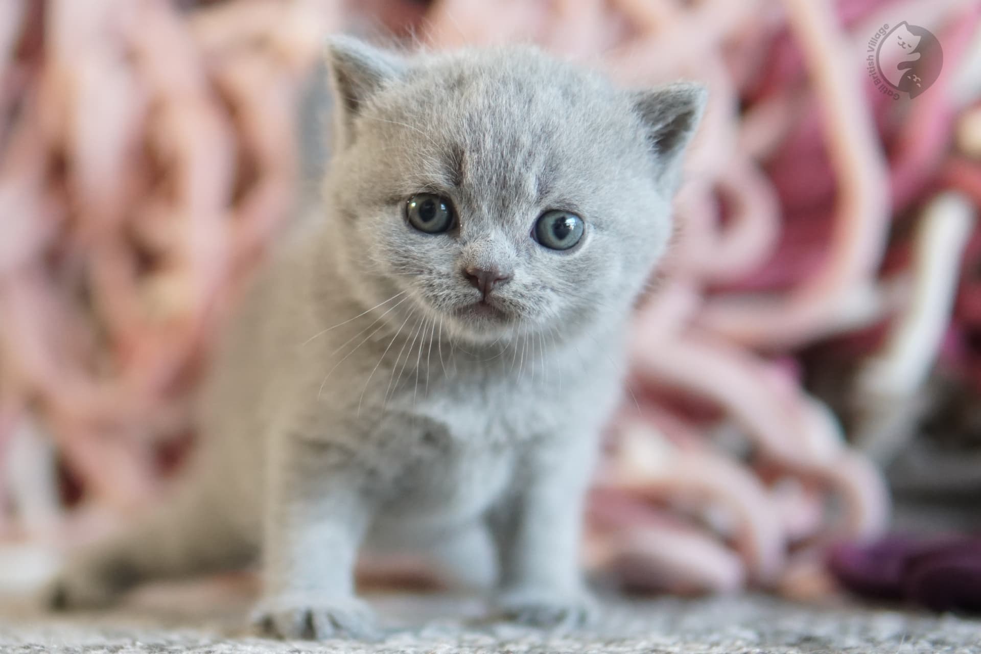 Lilac British Shorthair kitten with paws stretched over the blanket, in a calm and quiet environment