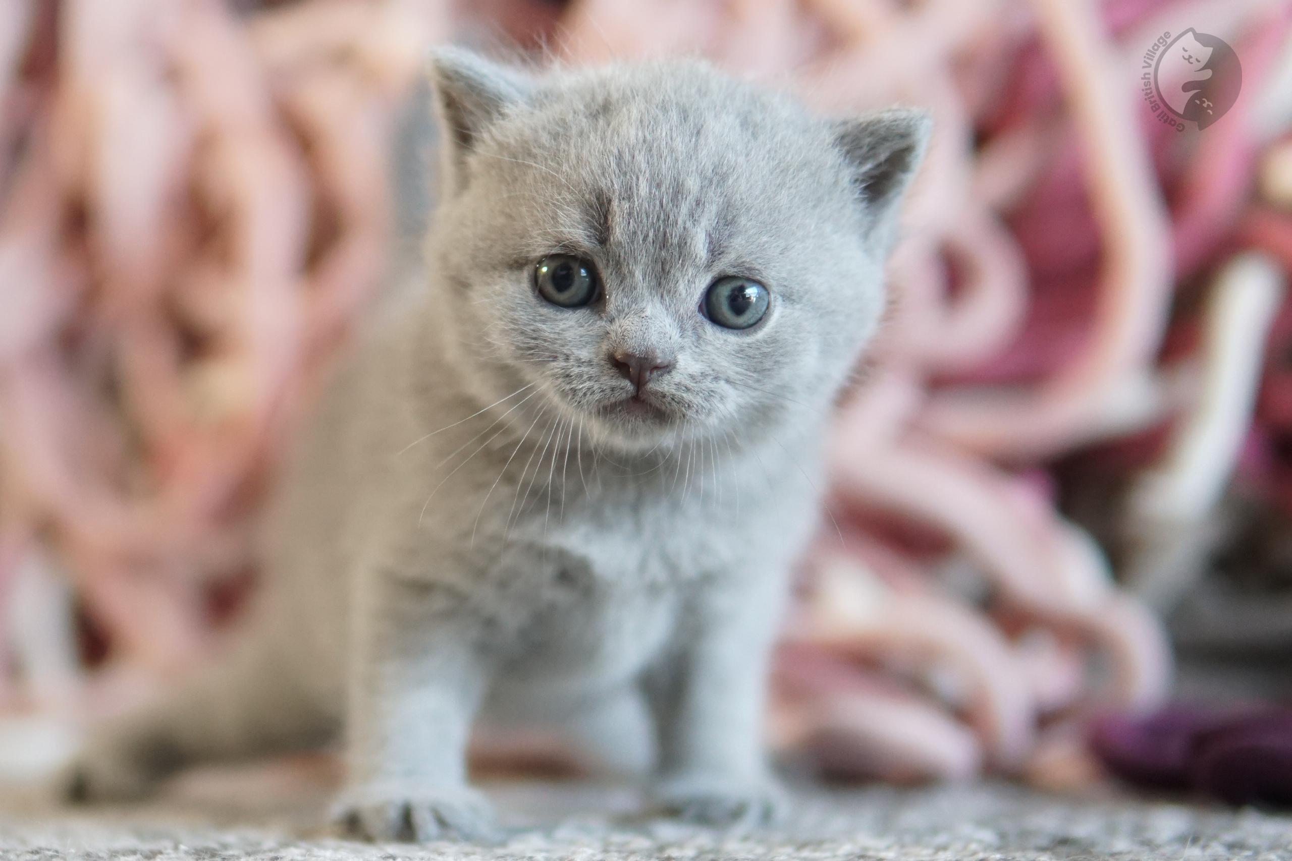 Lilac British Shorthair kitten with paws stretched over the blanket, in a calm and quiet environment
