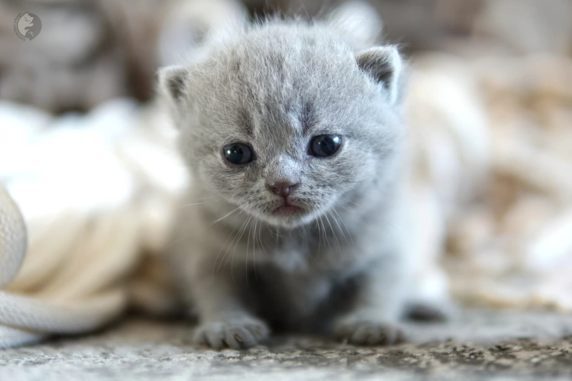 Blue British Shorthair kitten looking directly at the lens, in a calm and quiet environment
