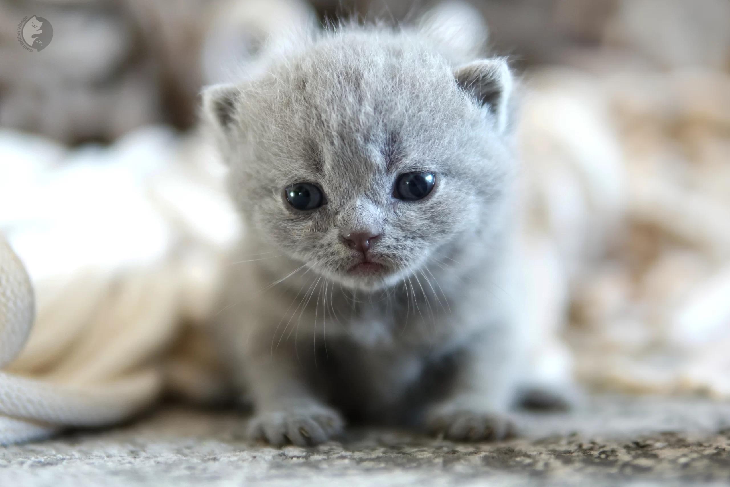 Blue British Shorthair kitten looking directly at the lens, in a calm and quiet environment