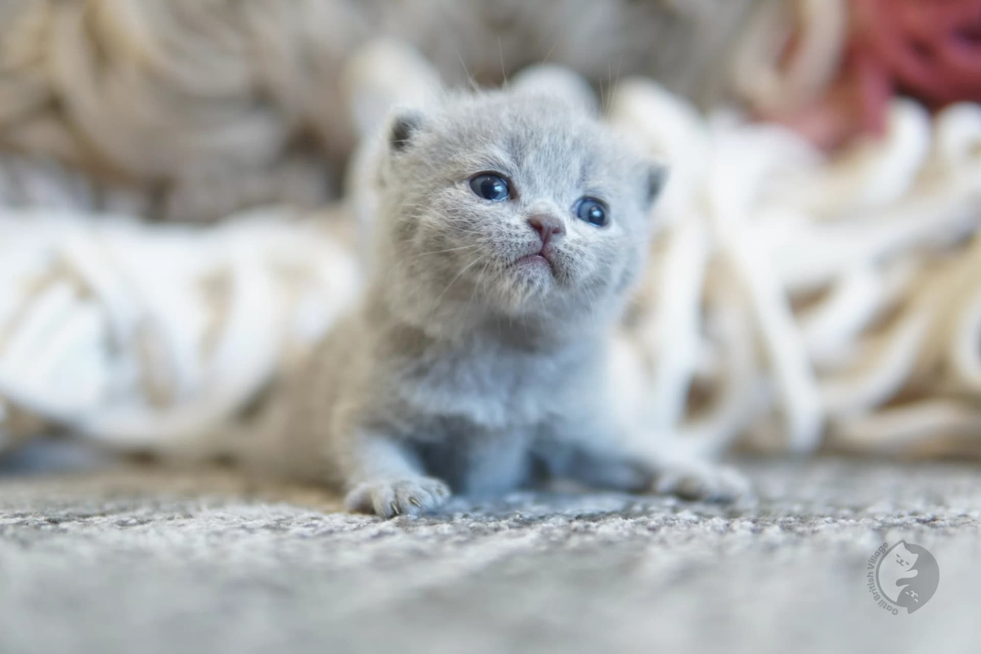 Lilac British Shorthair kitten with paws stretched over the blanket, with a serene expression