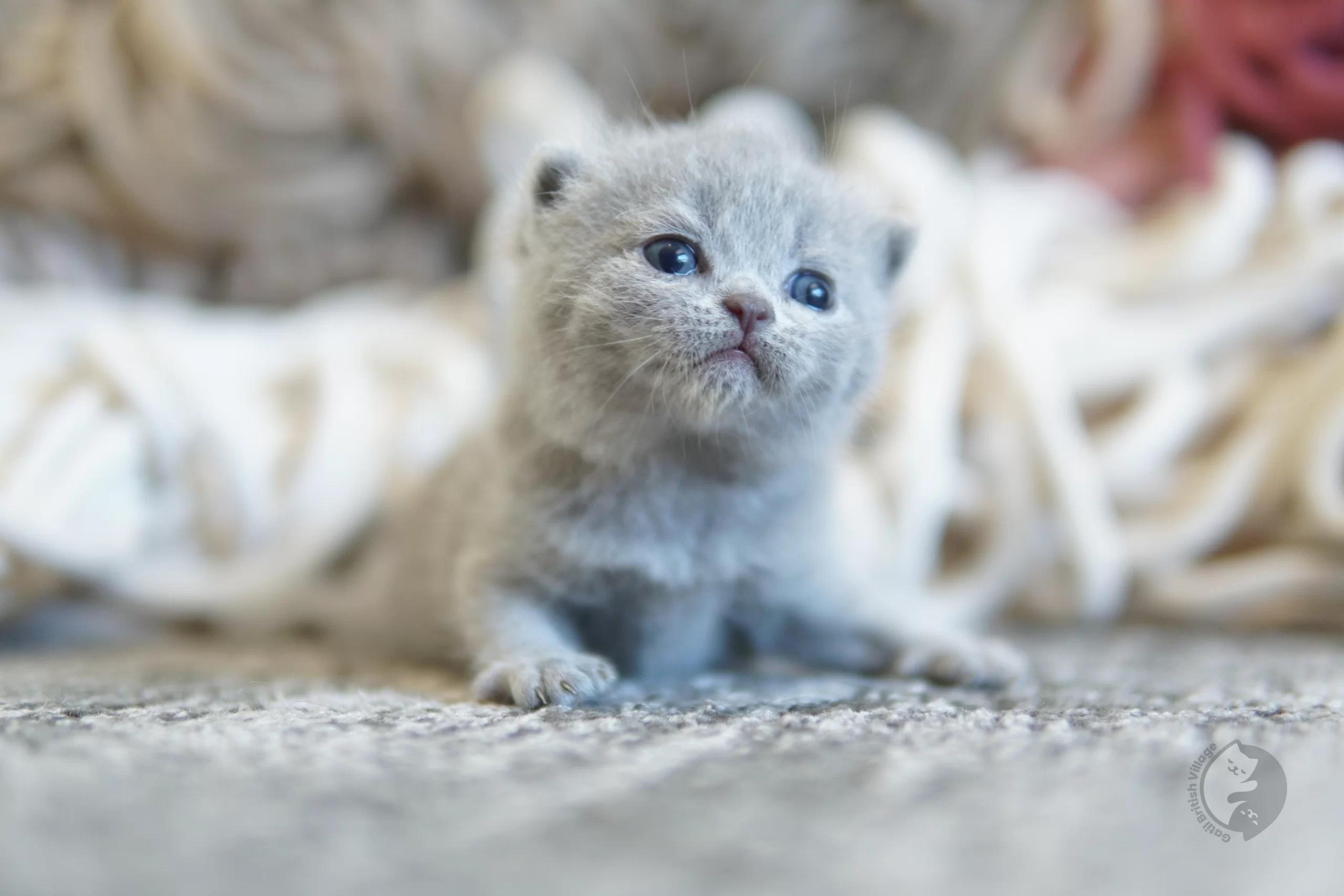 Lilac British Shorthair kitten with paws stretched over the blanket, with a serene expression