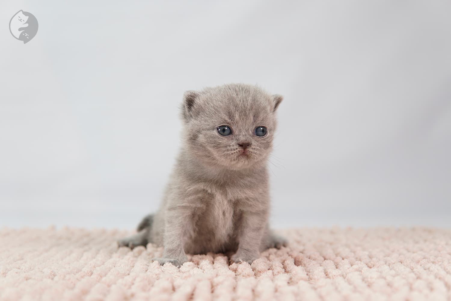 Lilac kitten sitting on a pink blanket