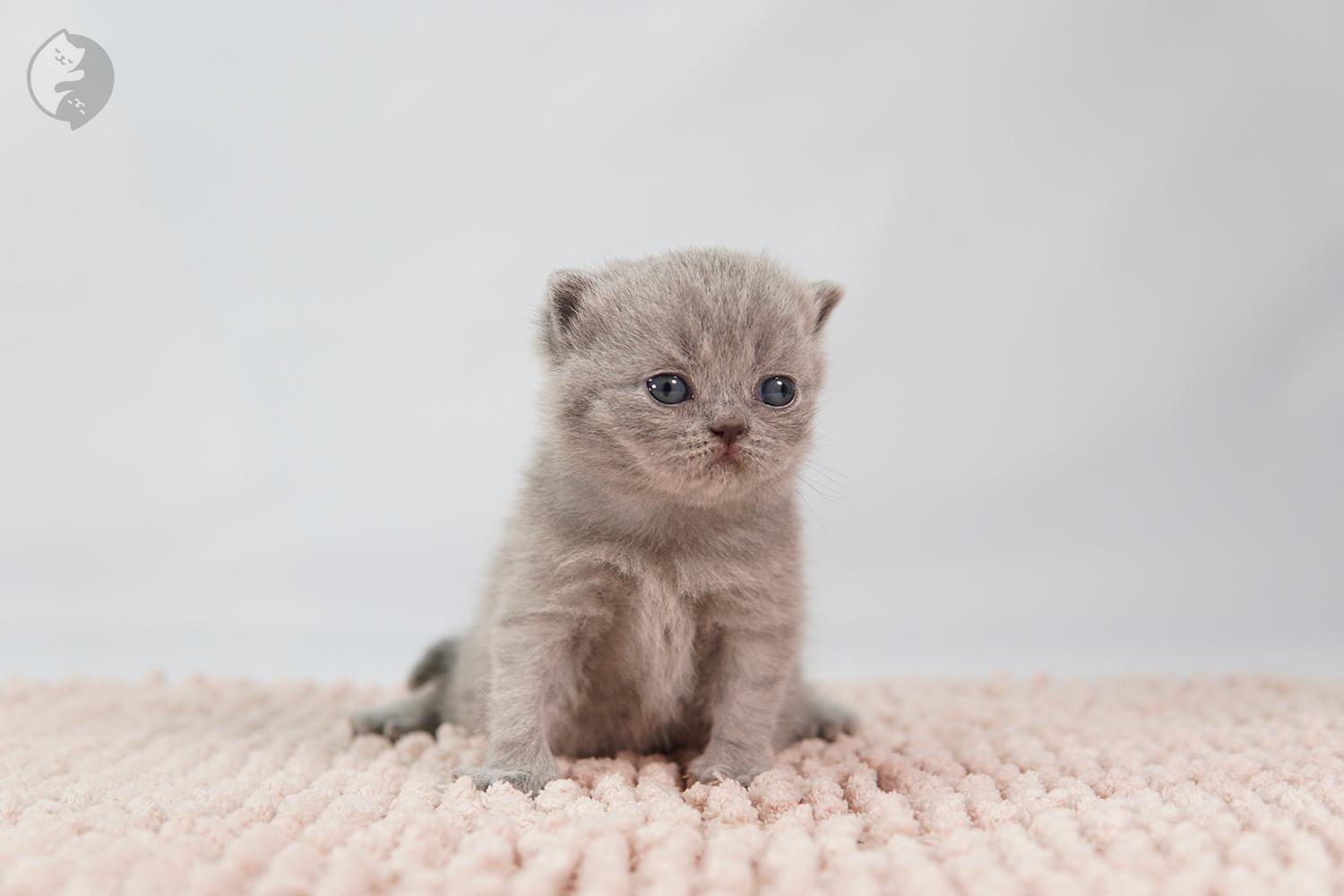 Lilac kitten sitting on a pink blanket