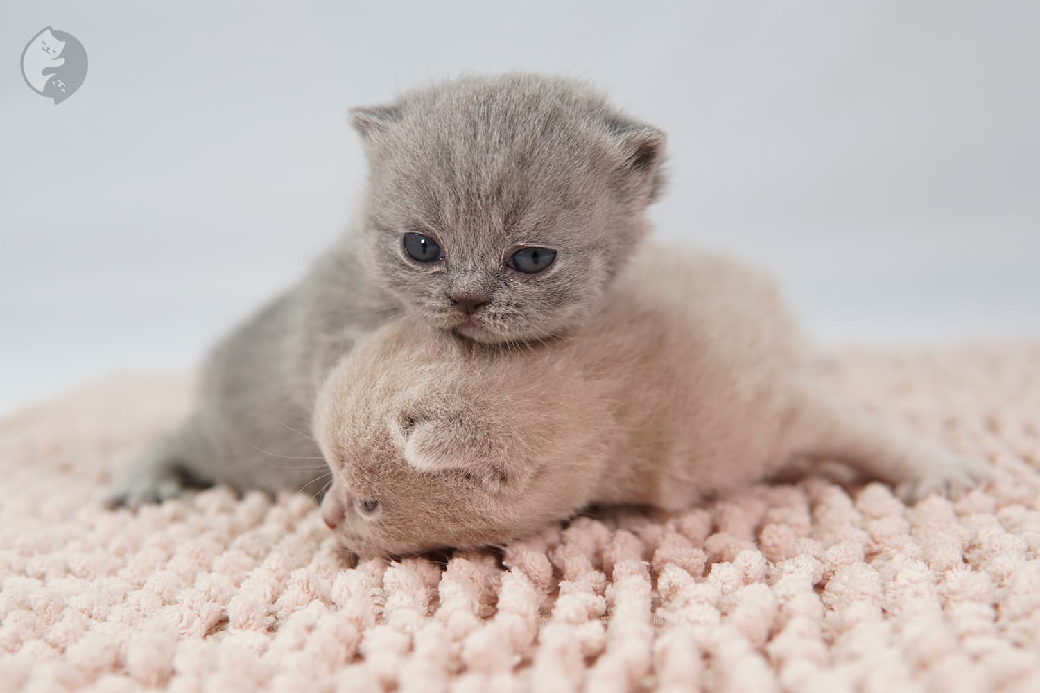Balu the lilac kitten looking curious