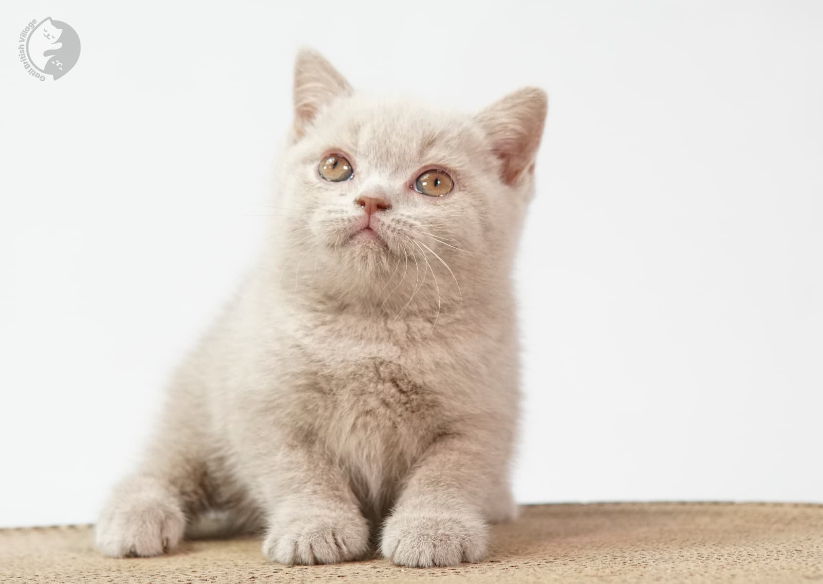 Lilac kitten with a calm gaze