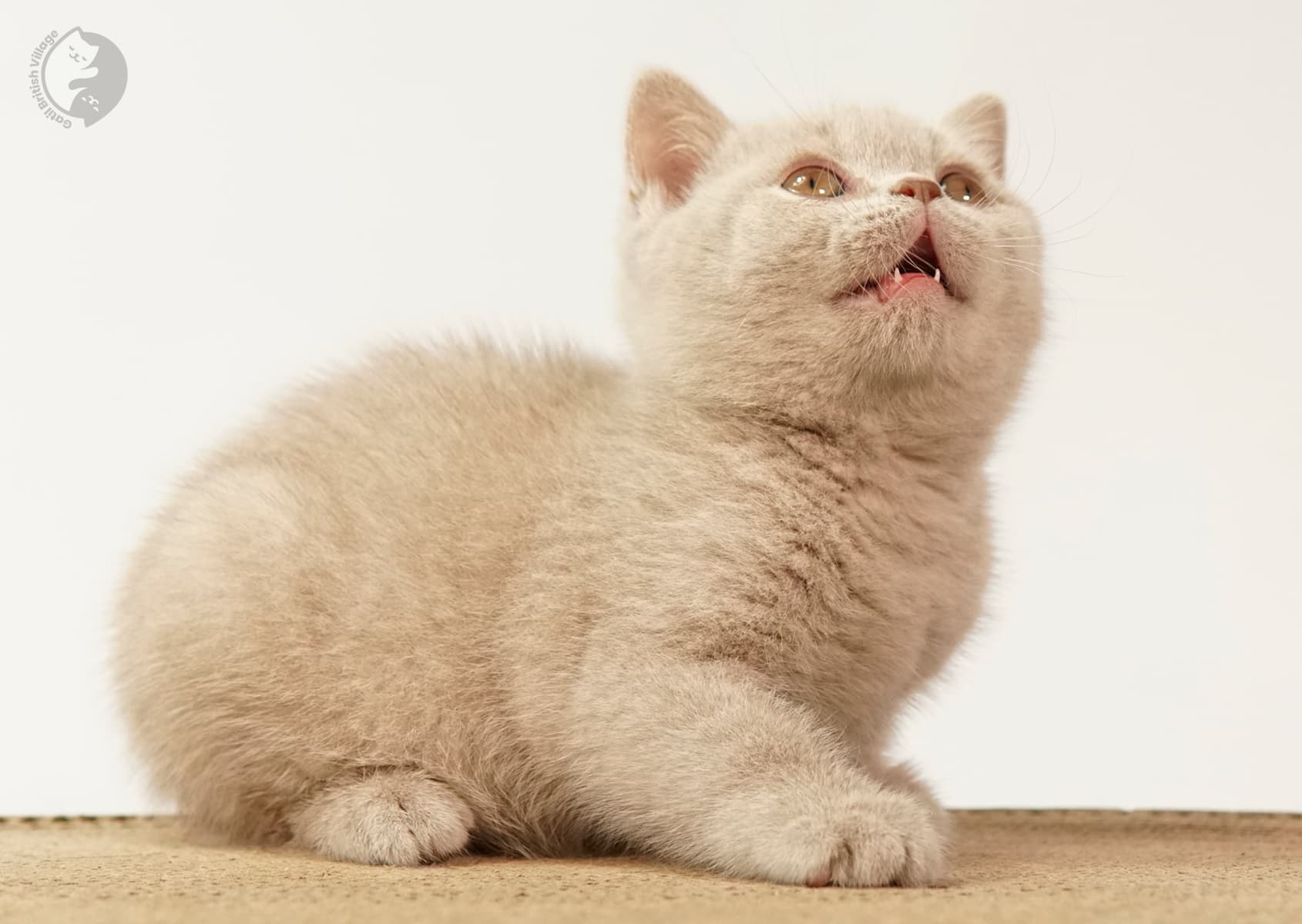 Blue kitten licking her paw