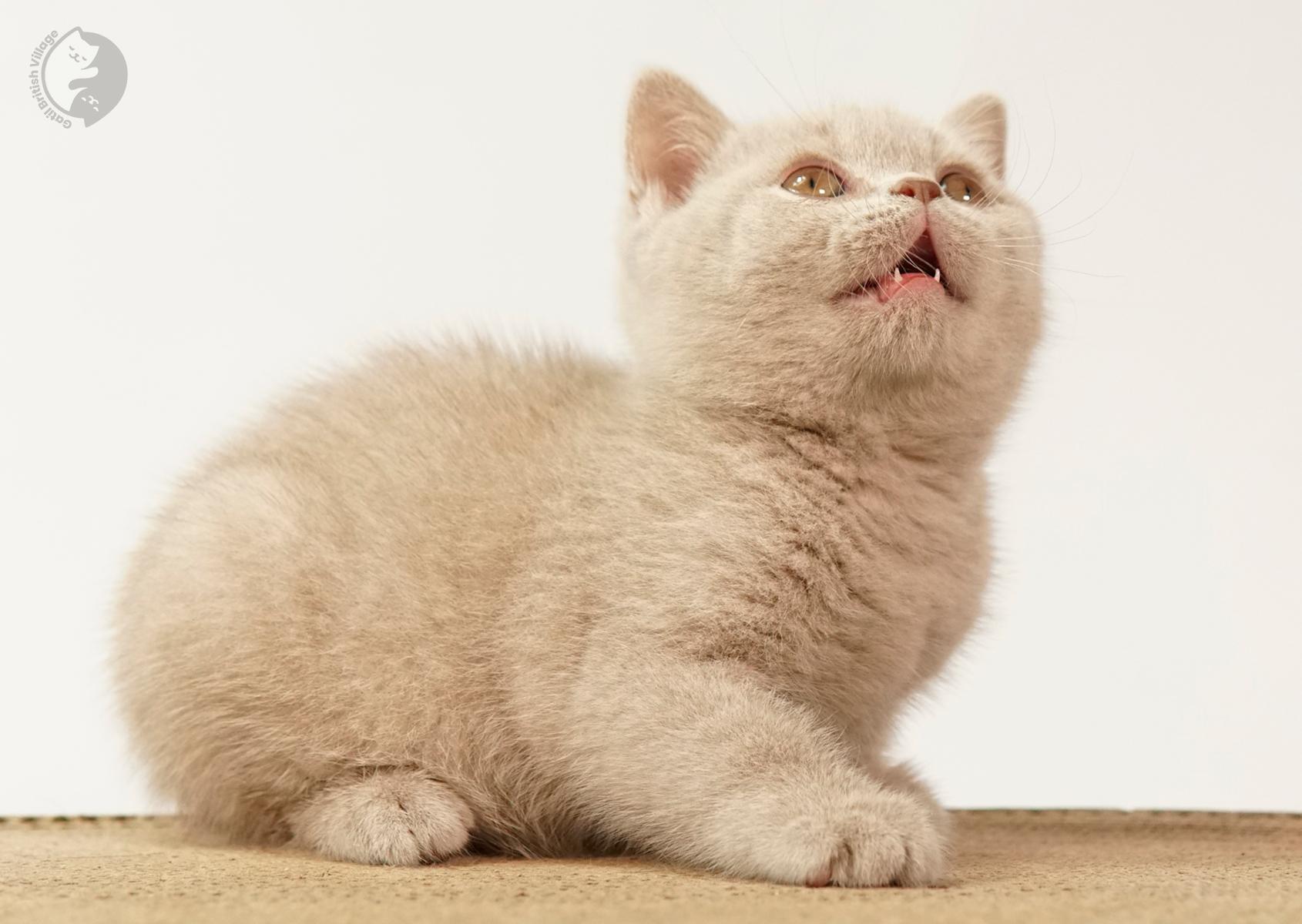 Blue kitten licking her paw